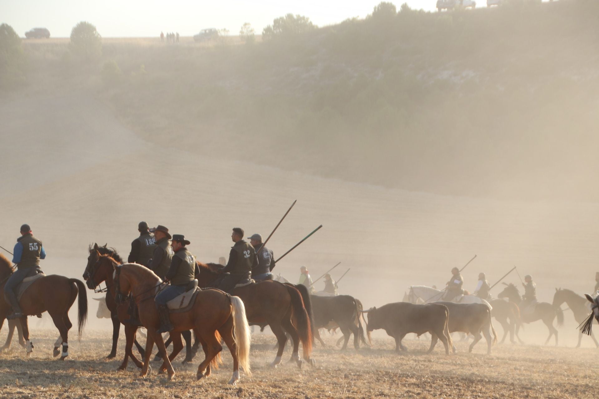 Fotografías del quinto encierro de Cuéllar en el campo