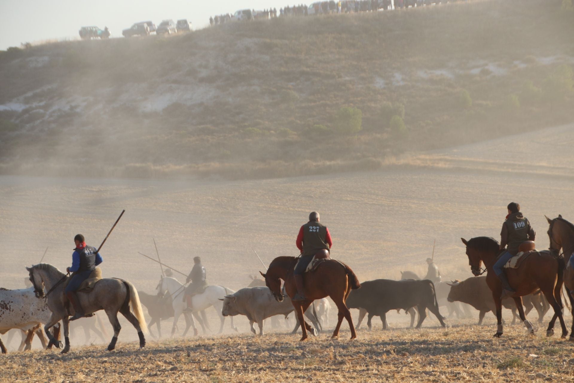 Fotografías del quinto encierro de Cuéllar en el campo