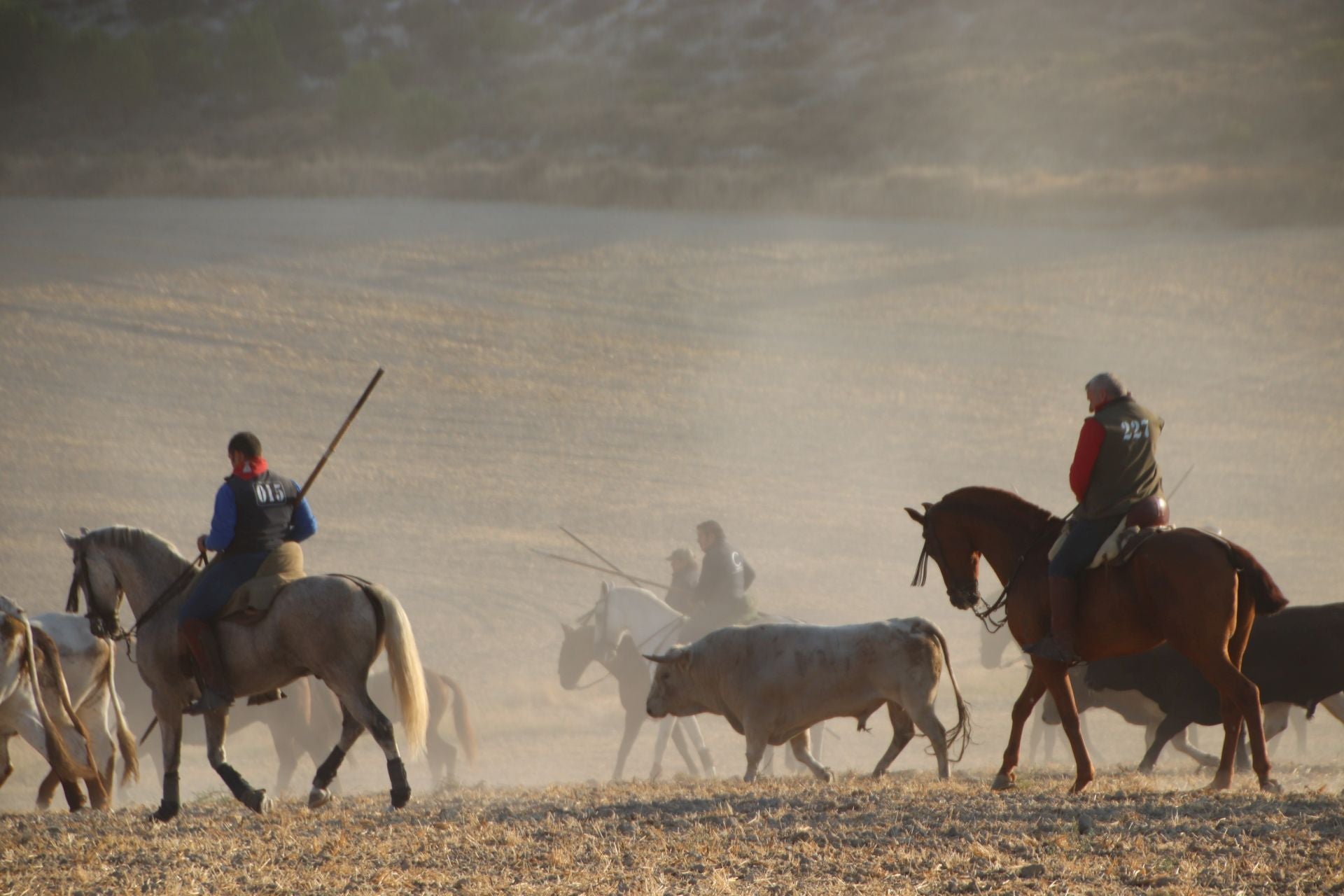 Fotografías del quinto encierro de Cuéllar en el campo