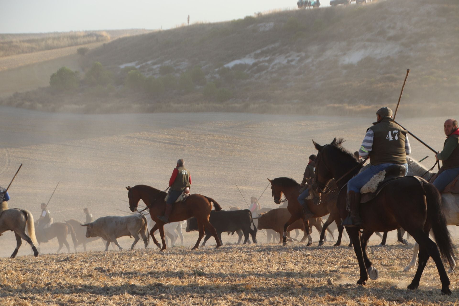 Fotografías del quinto encierro de Cuéllar en el campo