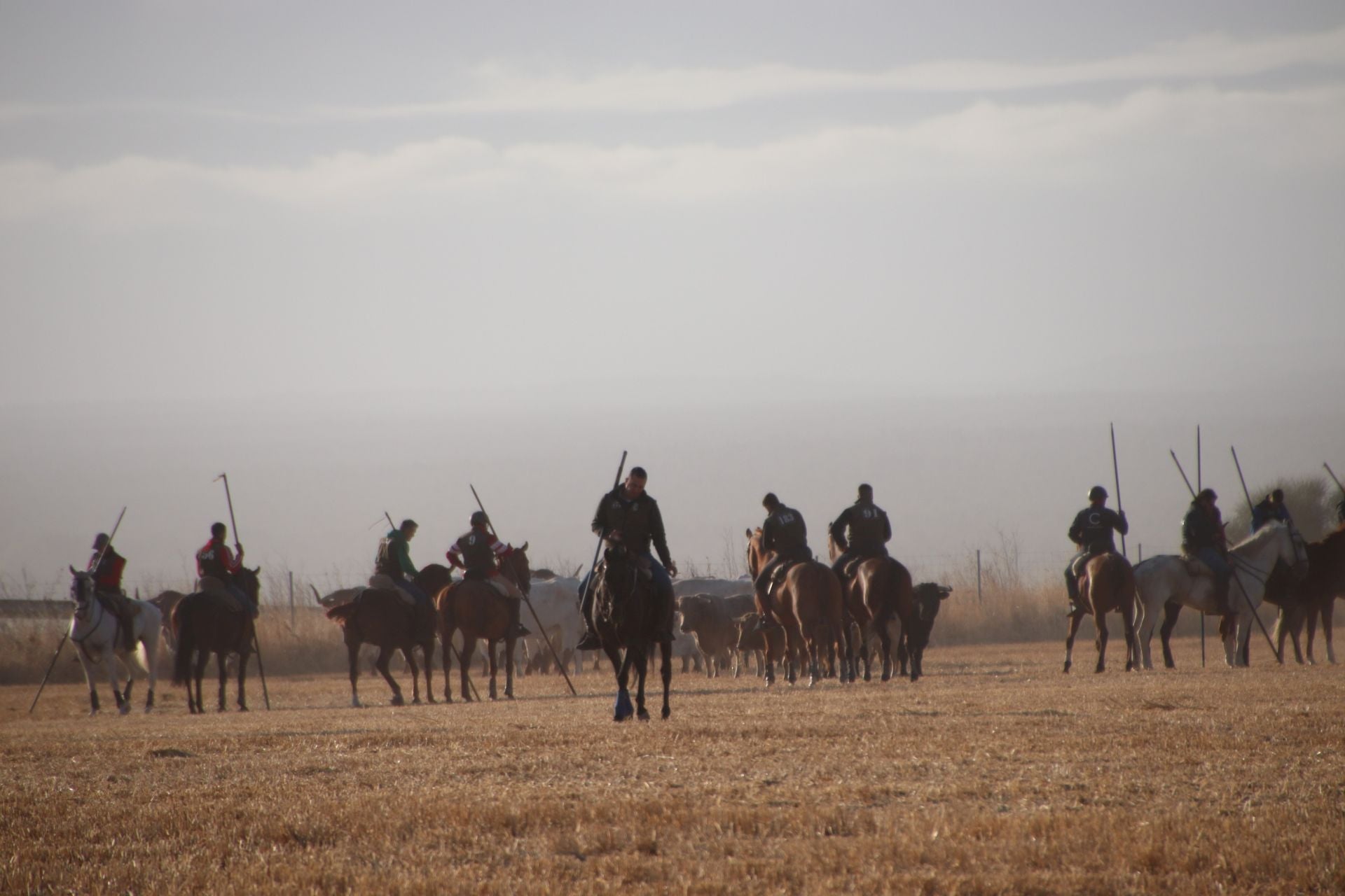 Fotografías del quinto encierro de Cuéllar en el campo