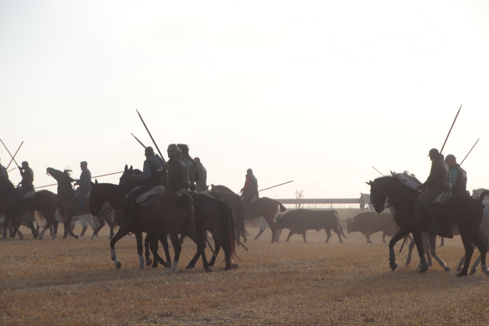 Fotografías del quinto encierro de Cuéllar en el campo