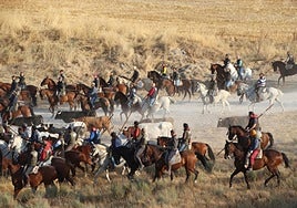 Caballistas acompañan a los novillos de Aurelio Hernando por el tramo de campo en el quinto encierro de Cuéllar.