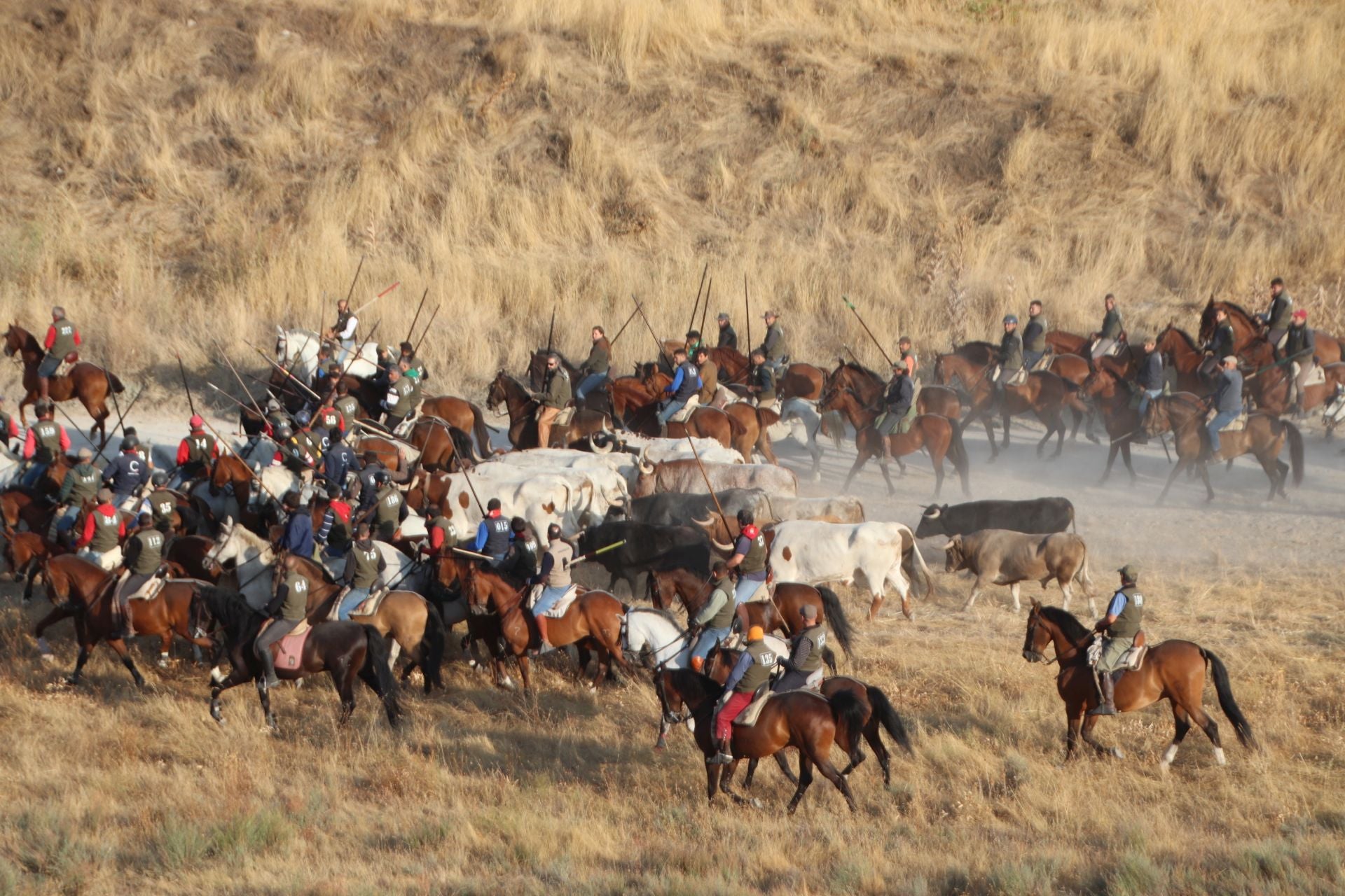 Fotografías del quinto encierro de Cuéllar en el campo