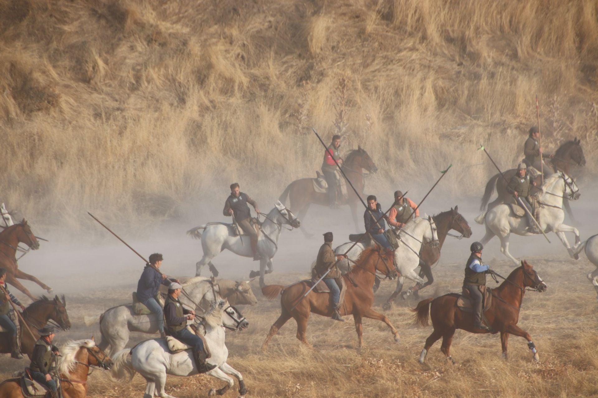 Fotografías del quinto encierro de Cuéllar en el campo