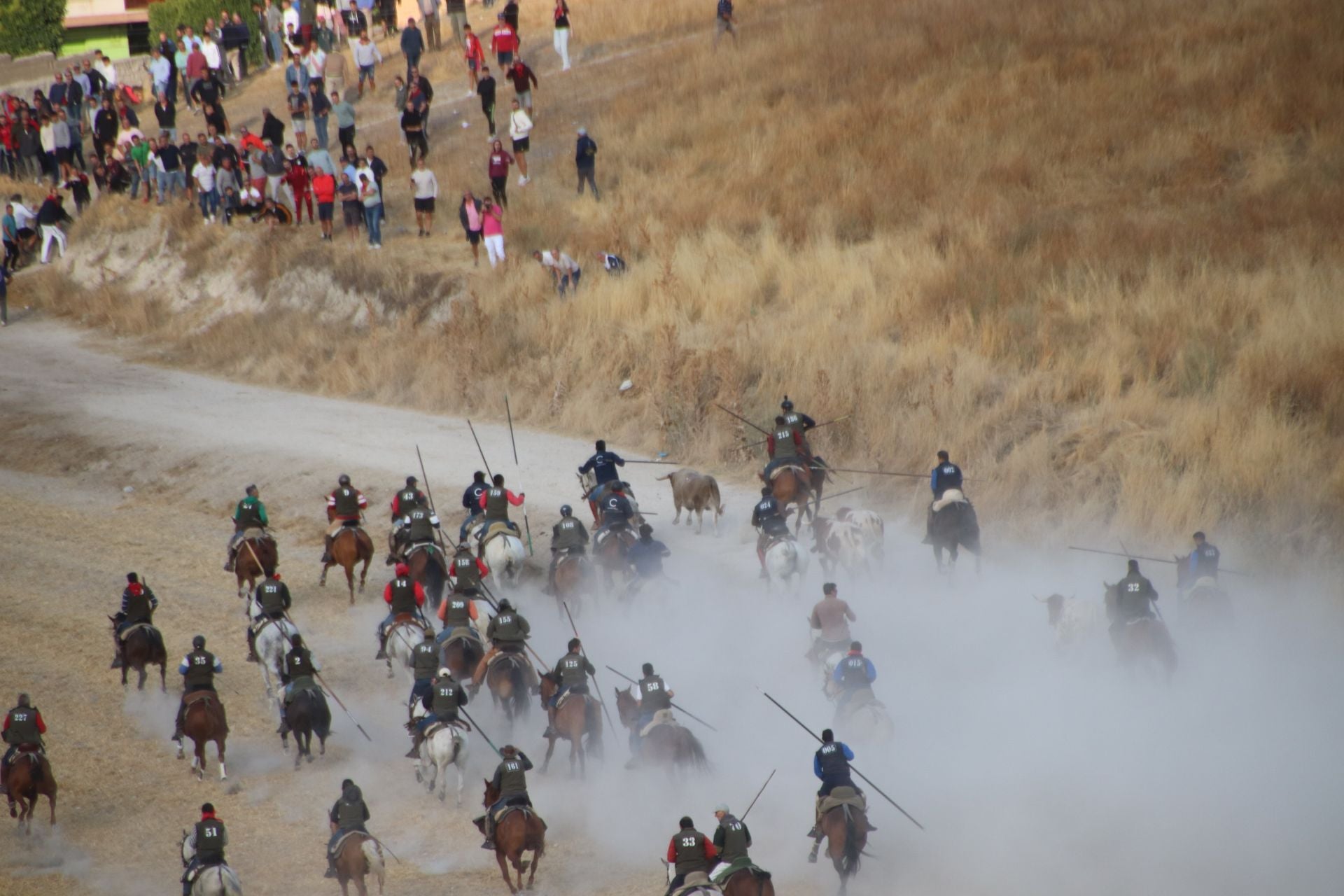 El novillo rezagado, durante el tramo inferior del Embudo.