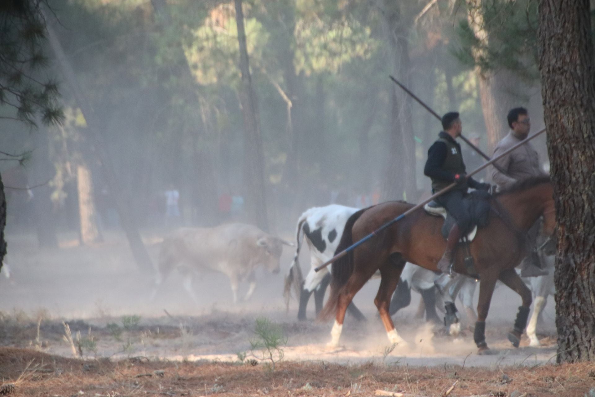 Fotografías del quinto encierro de Cuéllar en el campo