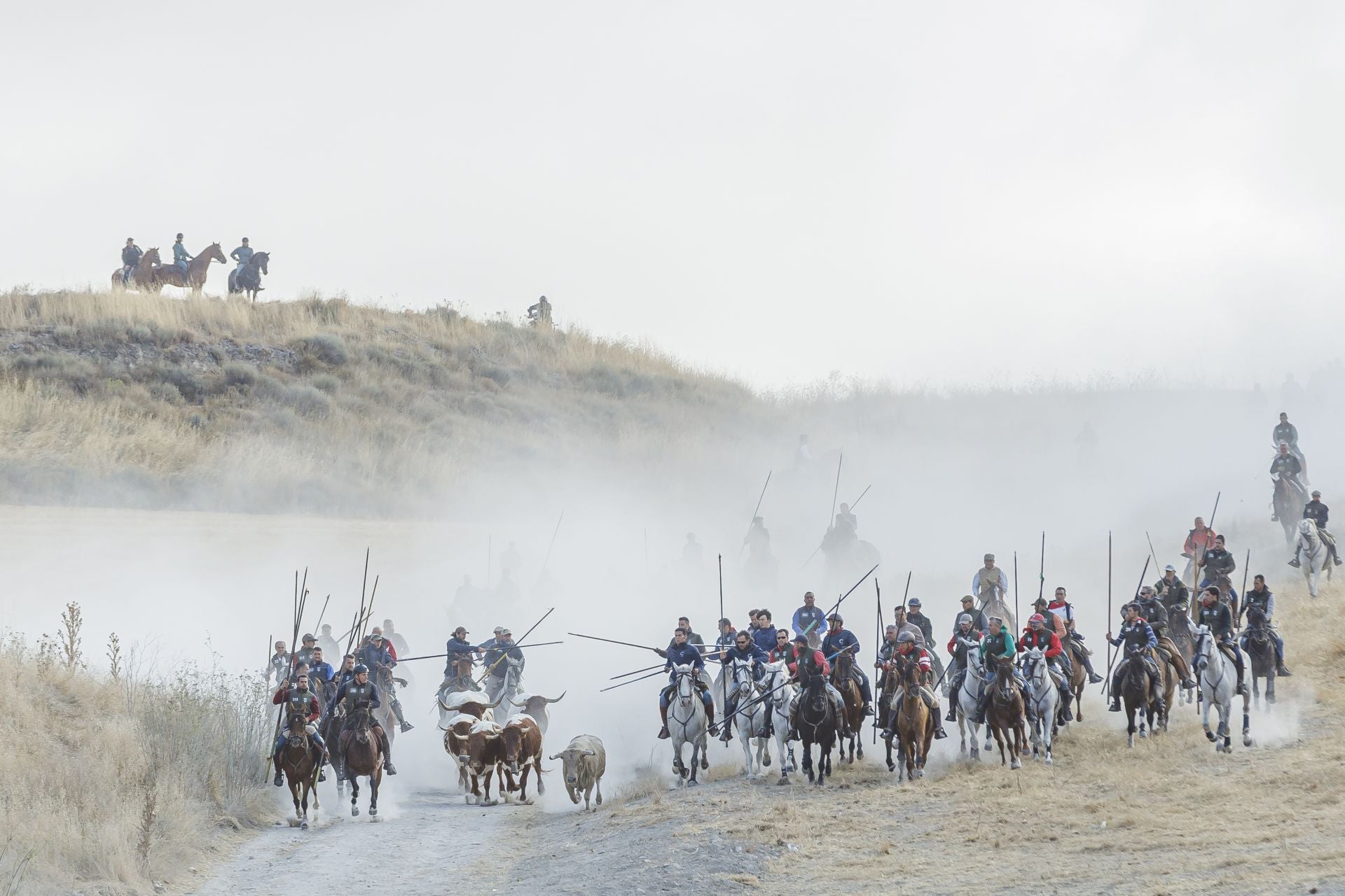Fotografías del quinto encierro de Cuéllar en el campo