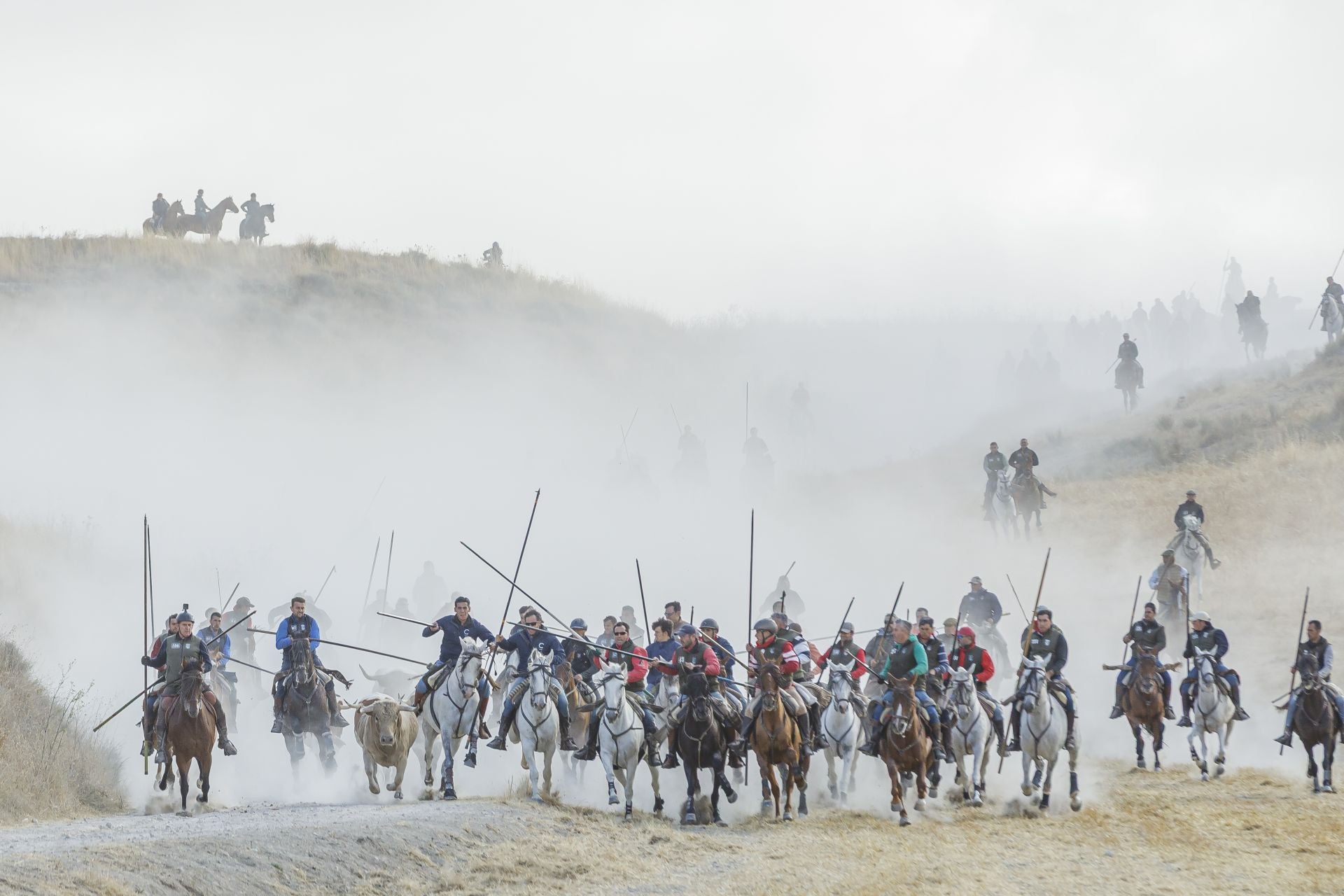 Fotografías del quinto encierro de Cuéllar en el campo