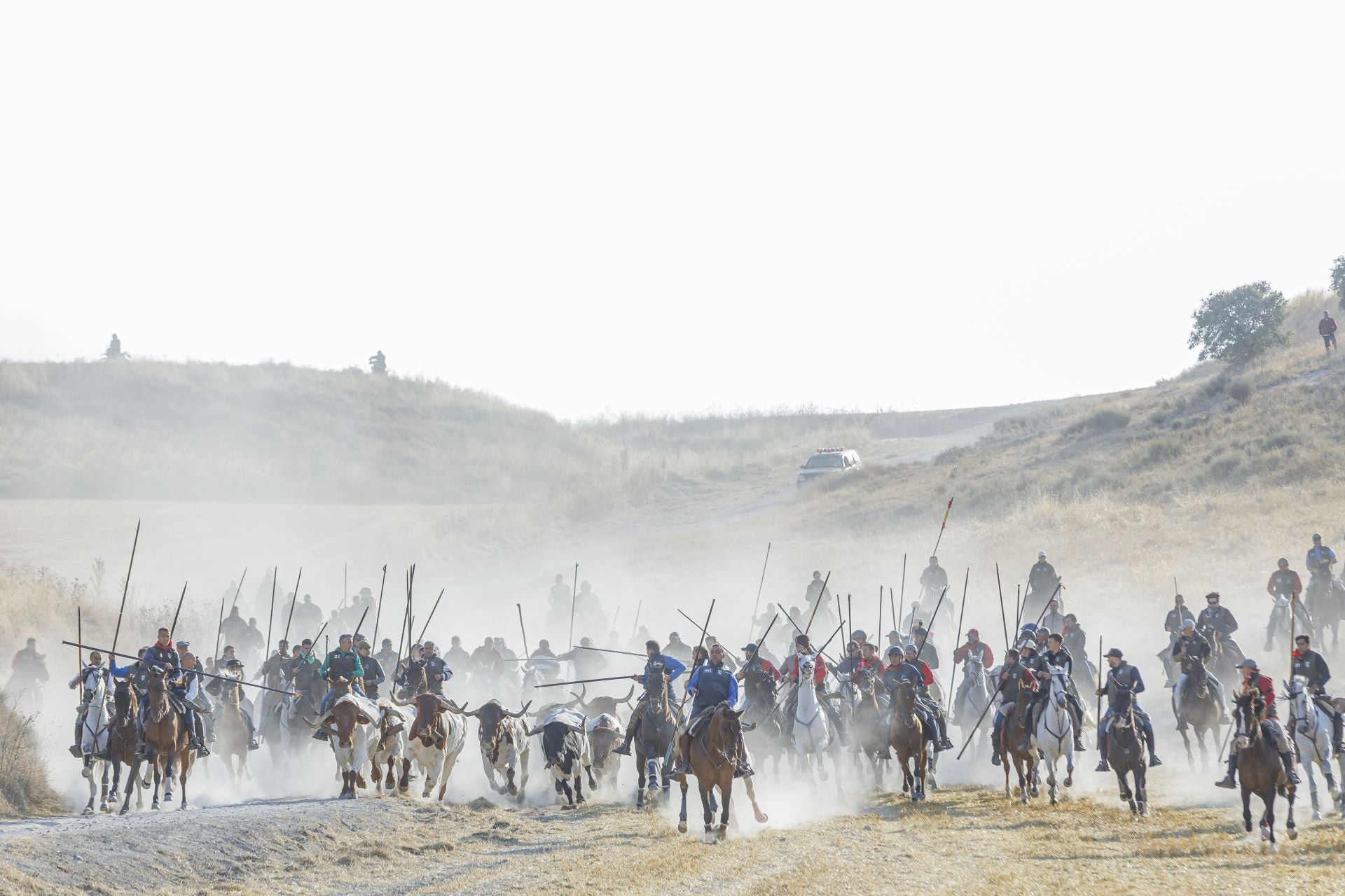 Fotografías del quinto encierro de Cuéllar en el campo