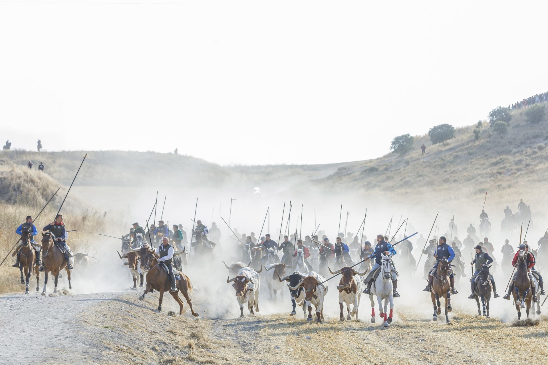 Fotografías del quinto encierro de Cuéllar en el campo