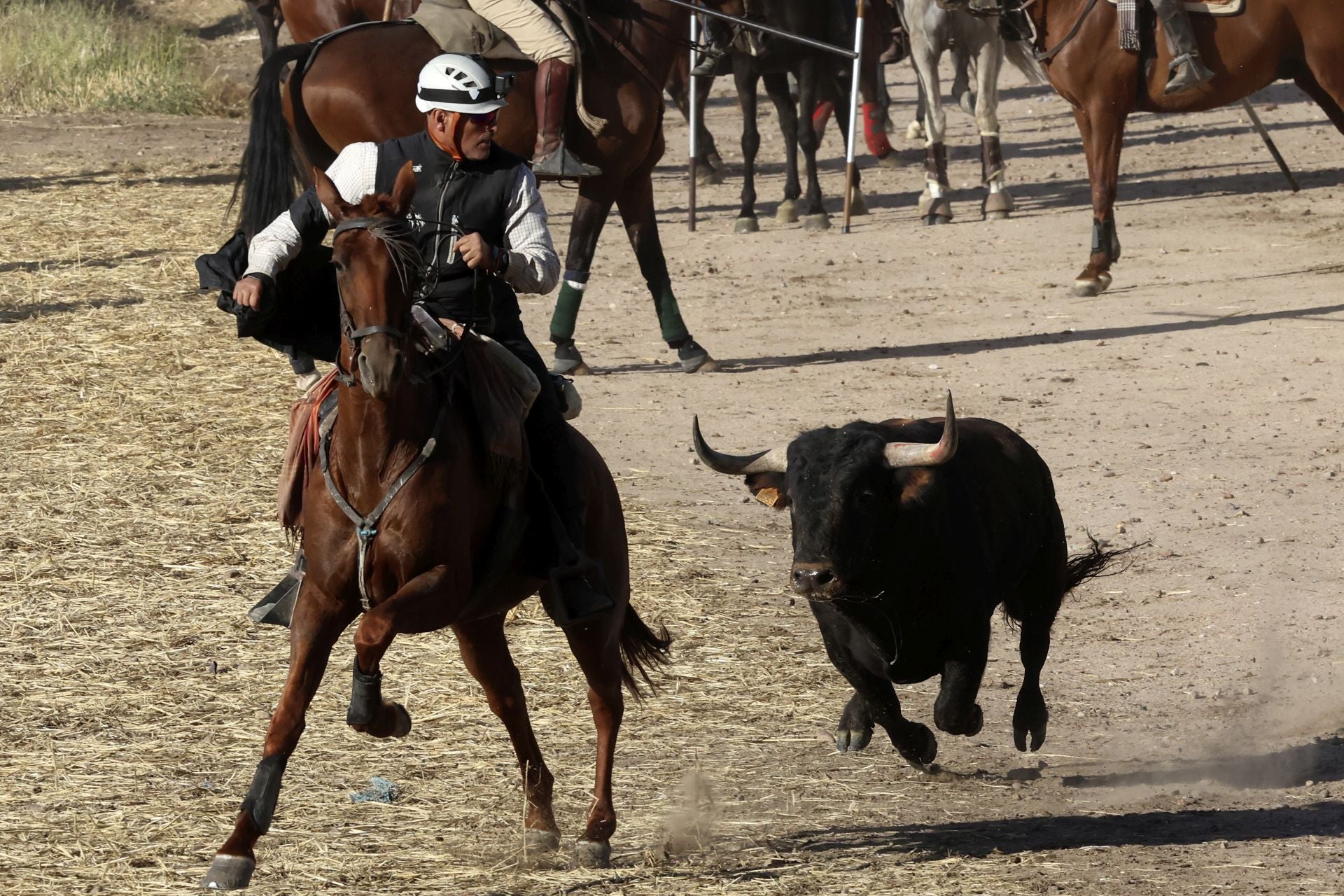 Las imágenes del encierro de este sábado en Medina del Campo