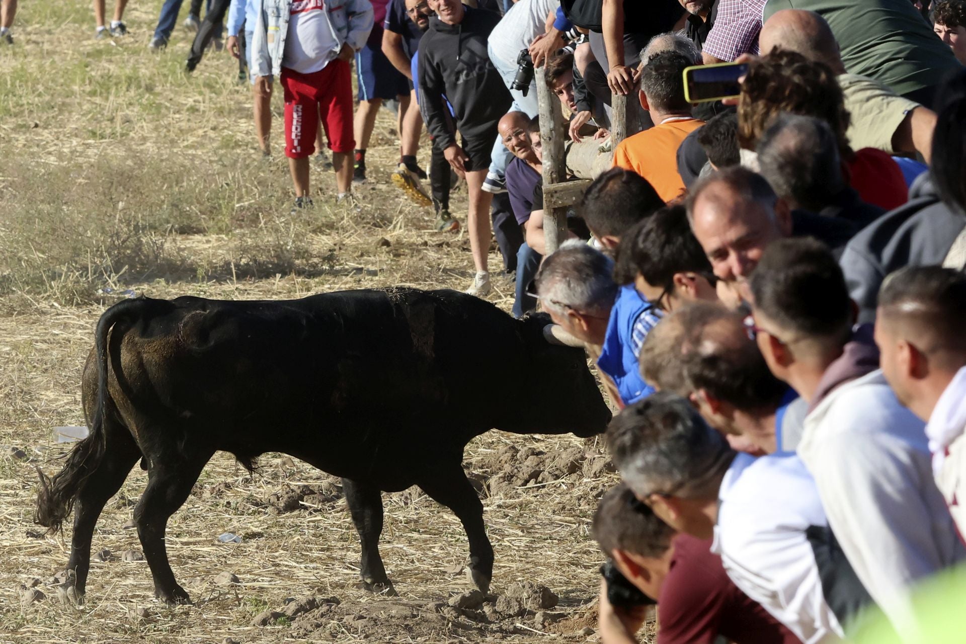 Las imágenes del encierro de este sábado en Medina del Campo
