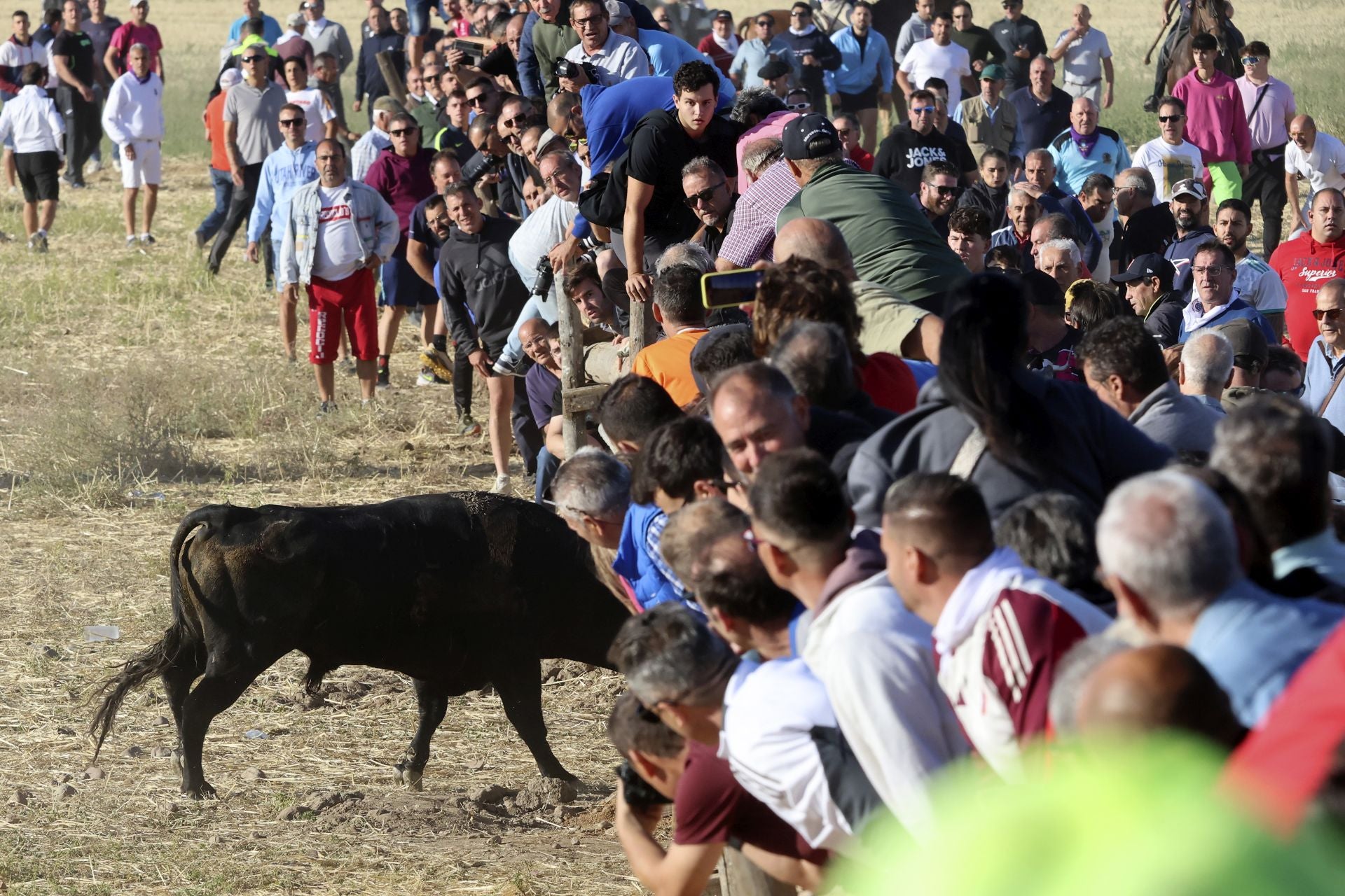 Las imágenes del encierro de este sábado en Medina del Campo