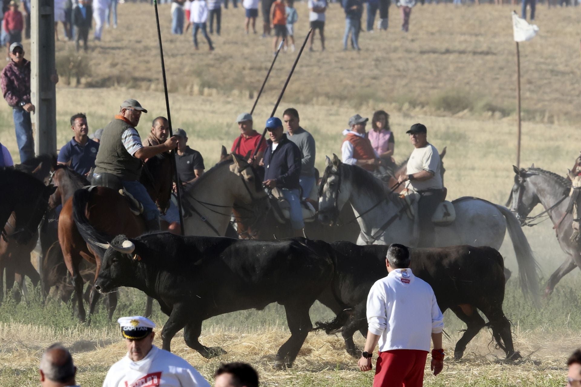 Las imágenes del encierro de este sábado en Medina del Campo