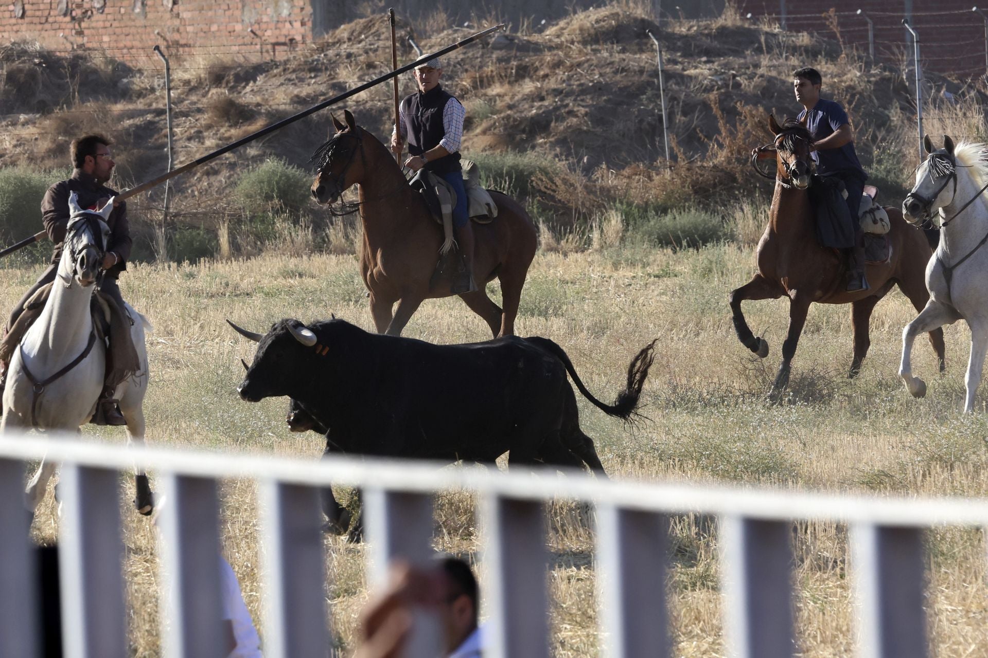Las imágenes del encierro de este sábado en Medina del Campo