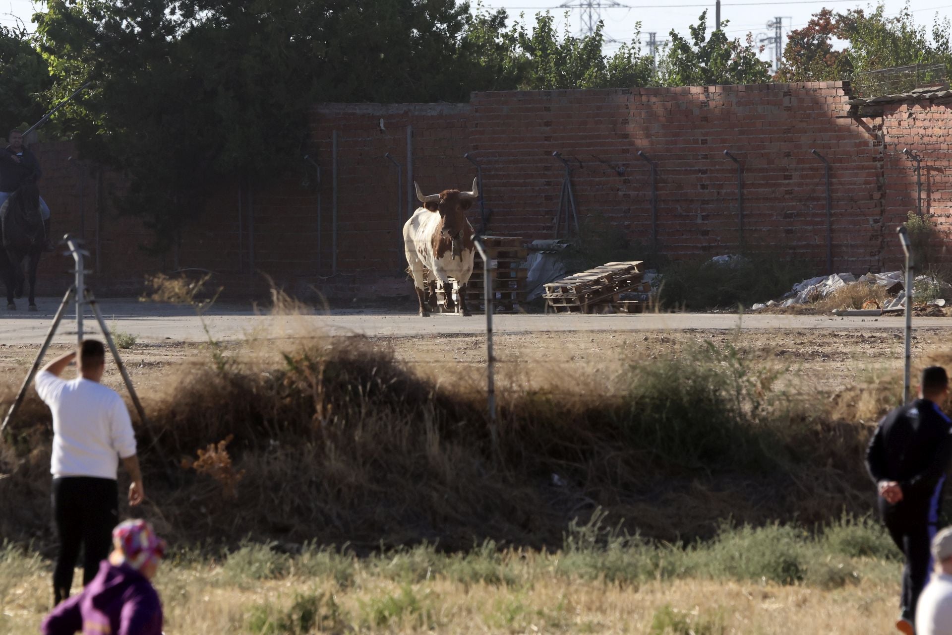 Las imágenes del encierro de este sábado en Medina del Campo