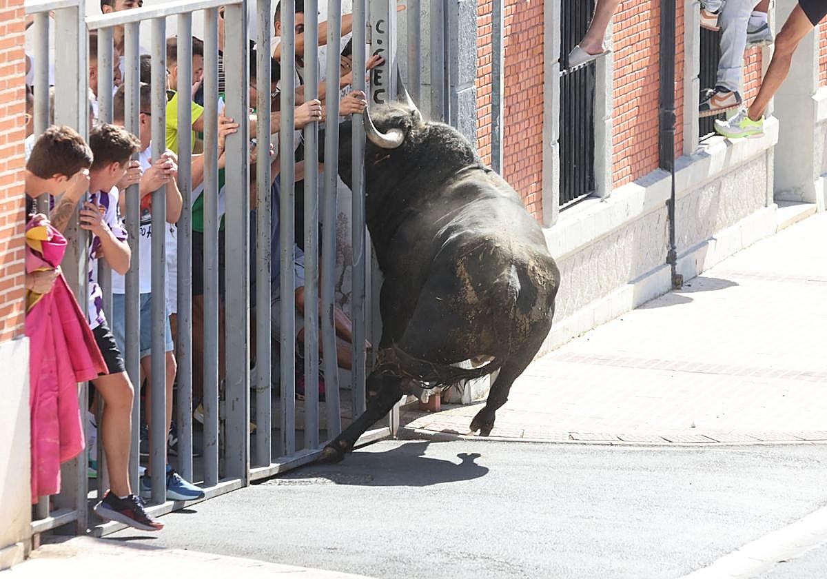 Uno de los novillos acomete al público refugiado en una talanquera en Nava del Rey.