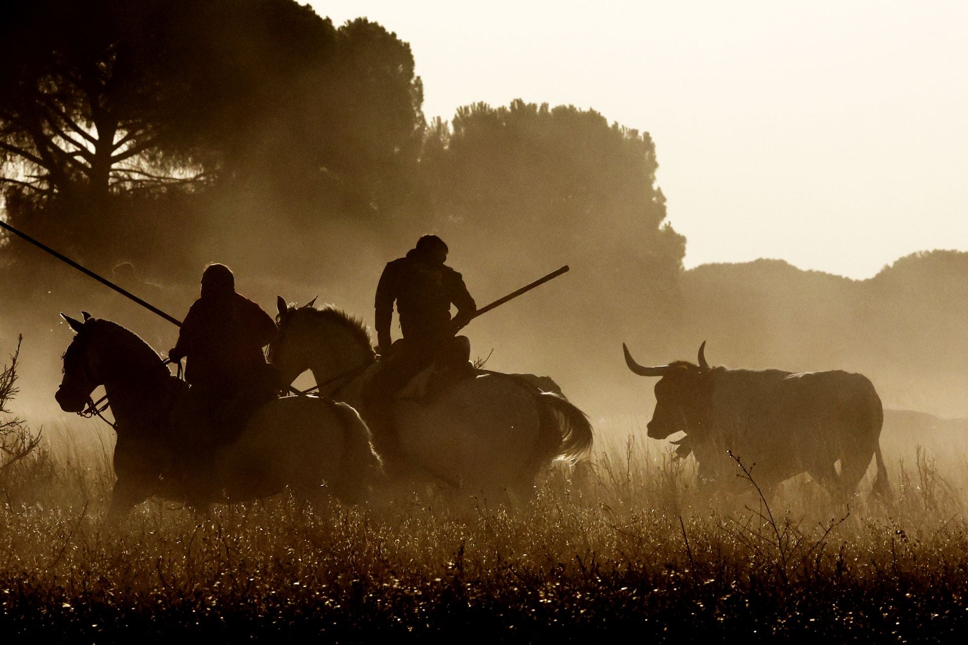 Las imágenes del encierro de este sábado en Medina del Campo