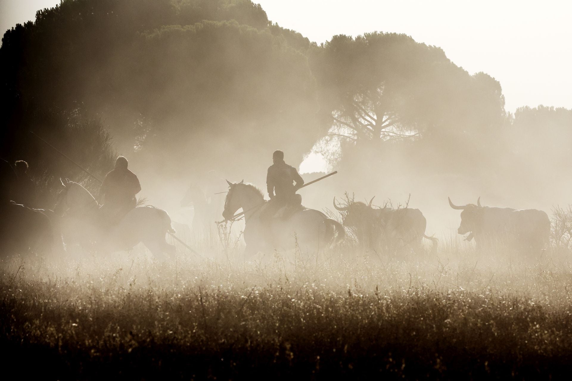 Las imágenes del encierro de este sábado en Medina del Campo