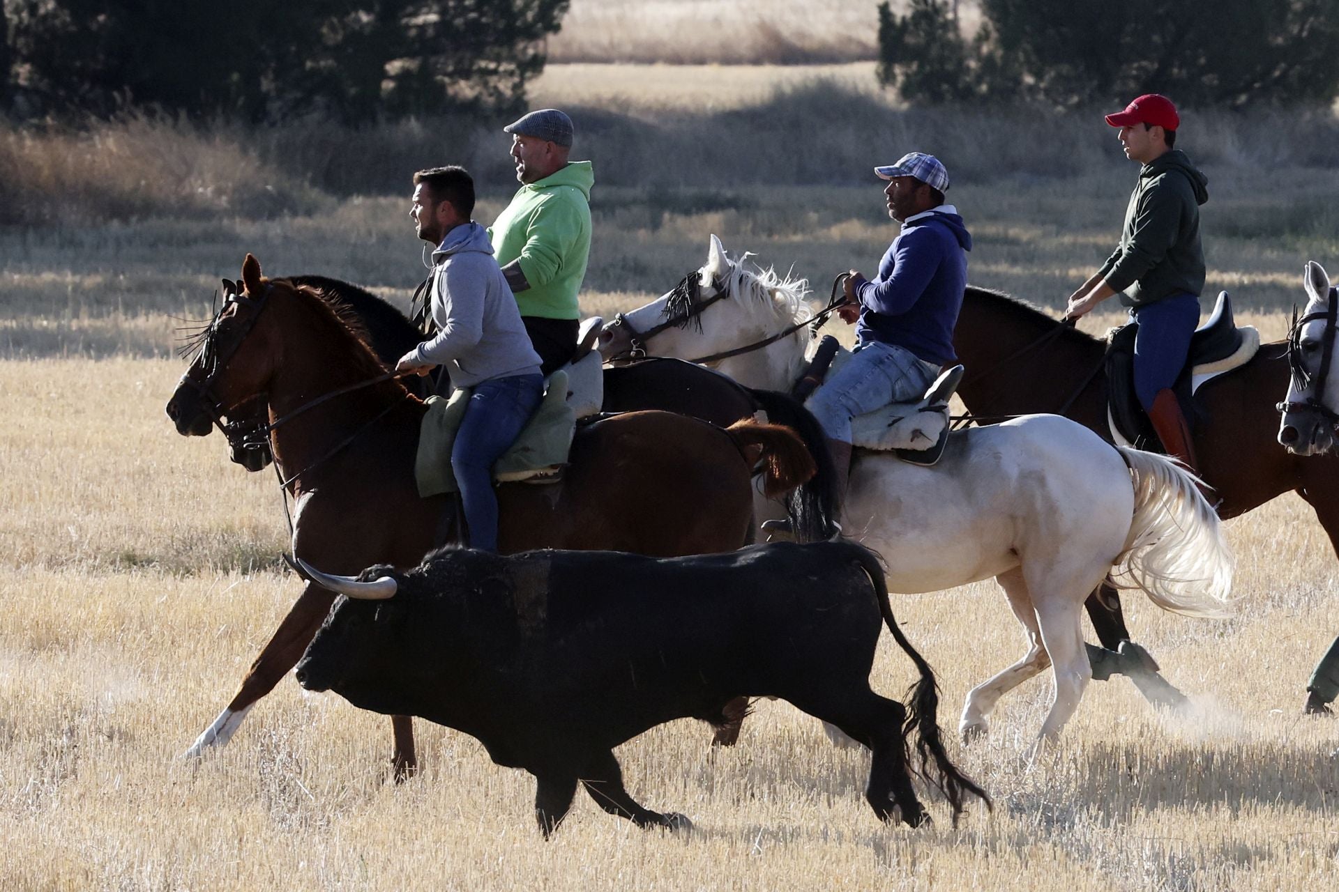 Las imágenes del encierro de este sábado en Medina del Campo