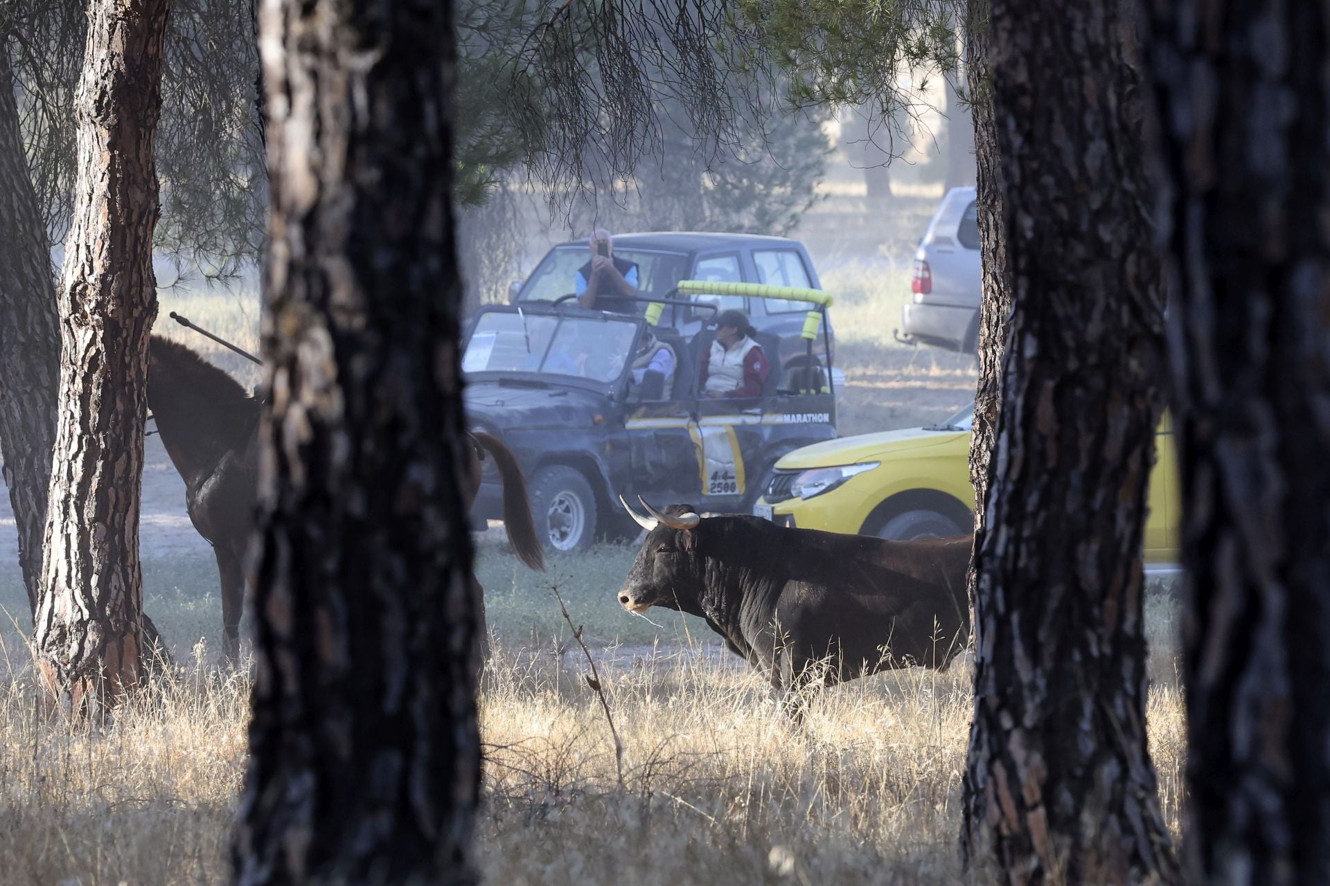 Las imágenes del encierro de este sábado en Medina del Campo