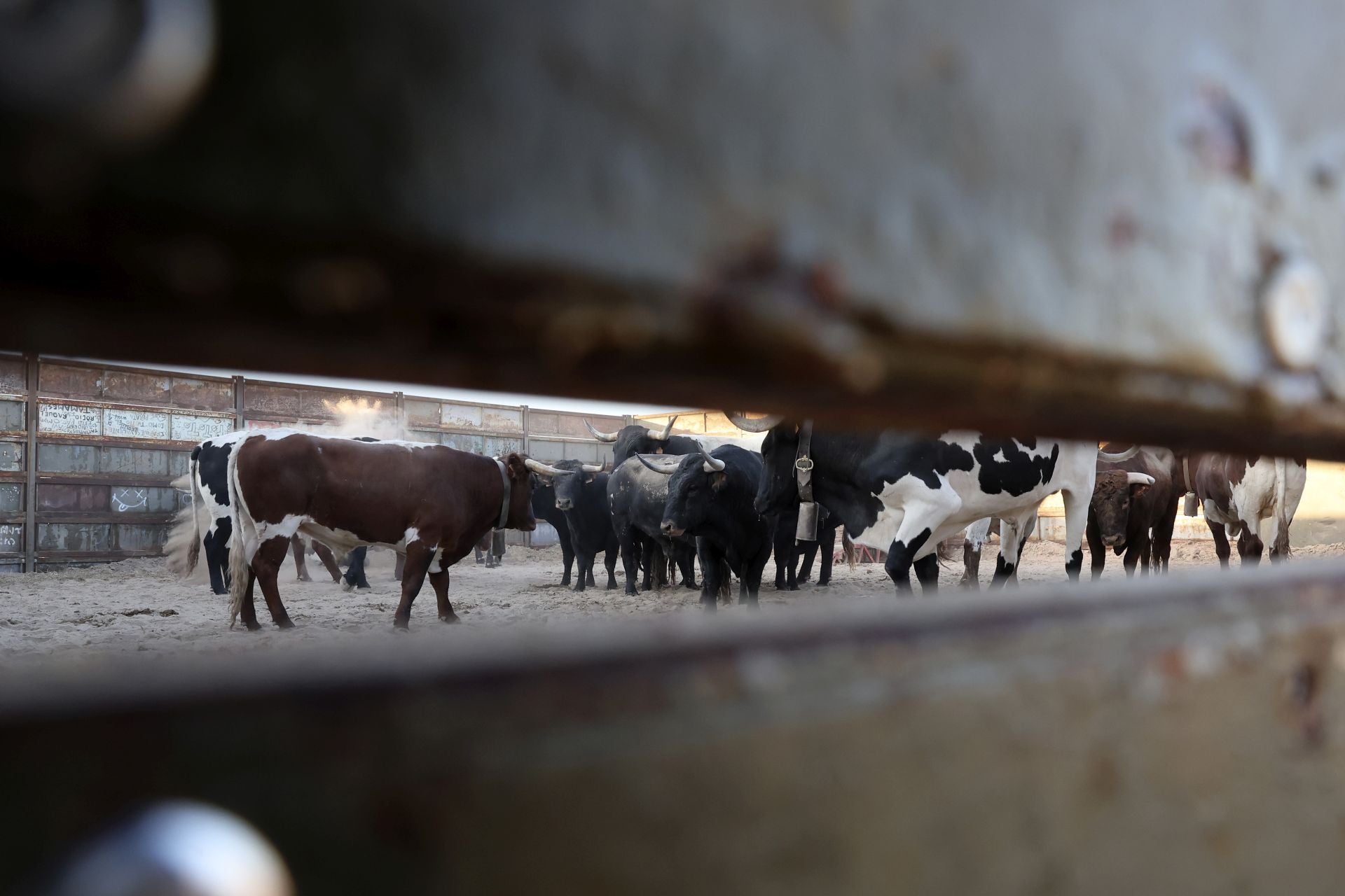 Las imágenes del encierro de este sábado en Medina del Campo