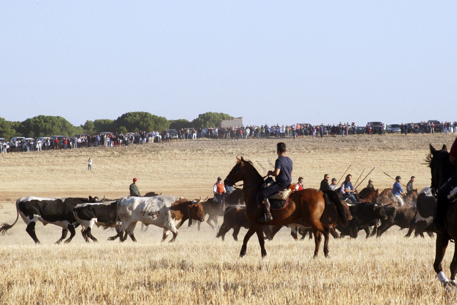 Las imágenes del encierro de este sábado en Medina del Campo