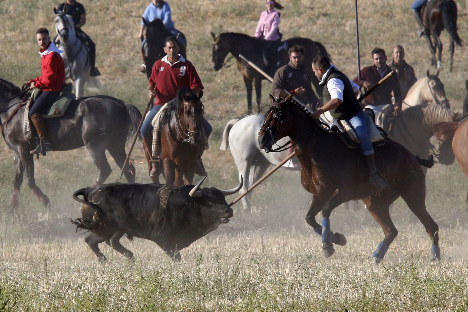 Las imágenes del encierro de este sábado en Medina del Campo