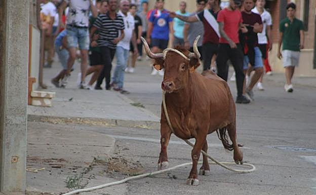 La vaca durante la suelta en una de las calles de Villafrechós.