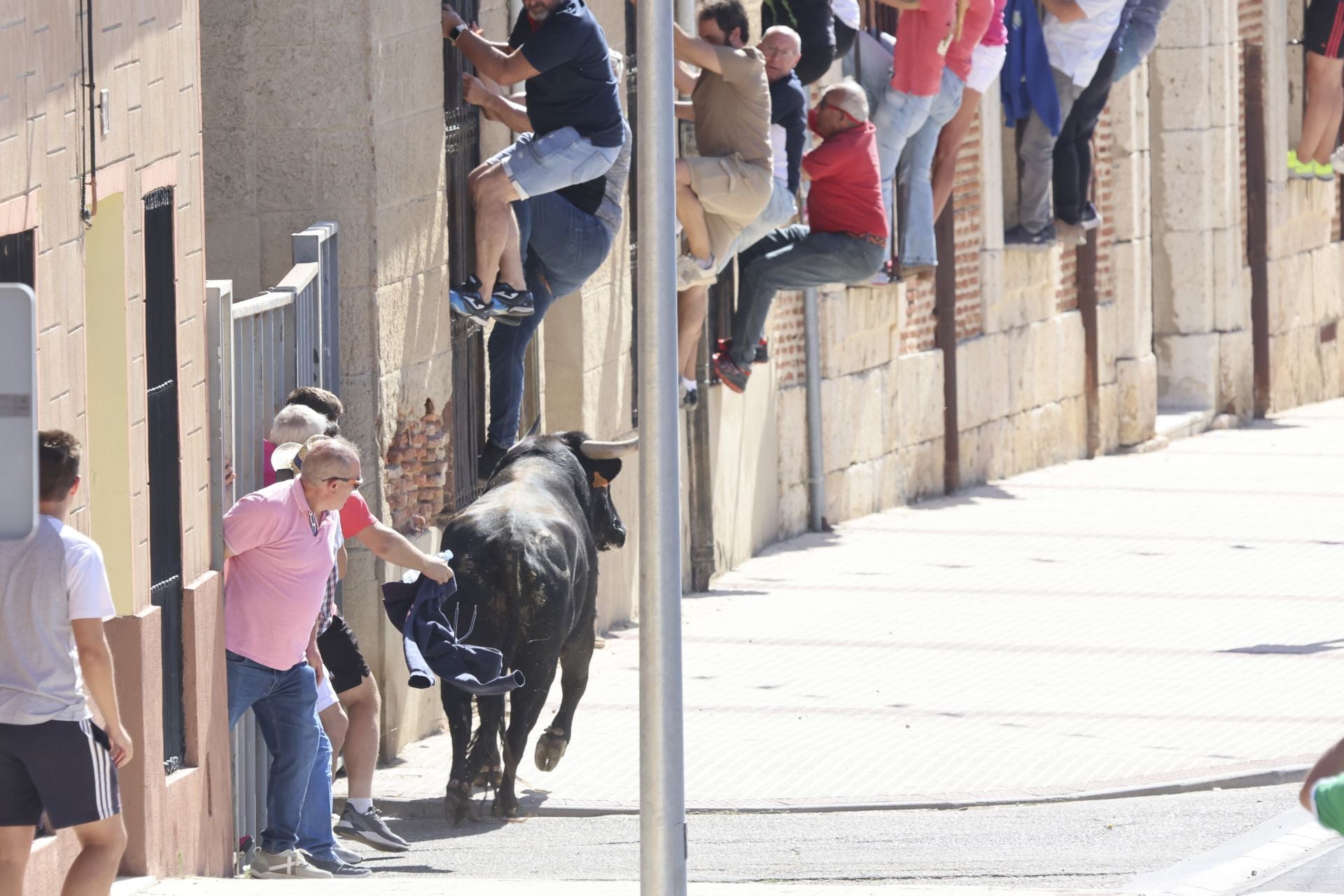 La fotos del encierro urbano en las fiestas de Nava del Rey 2025