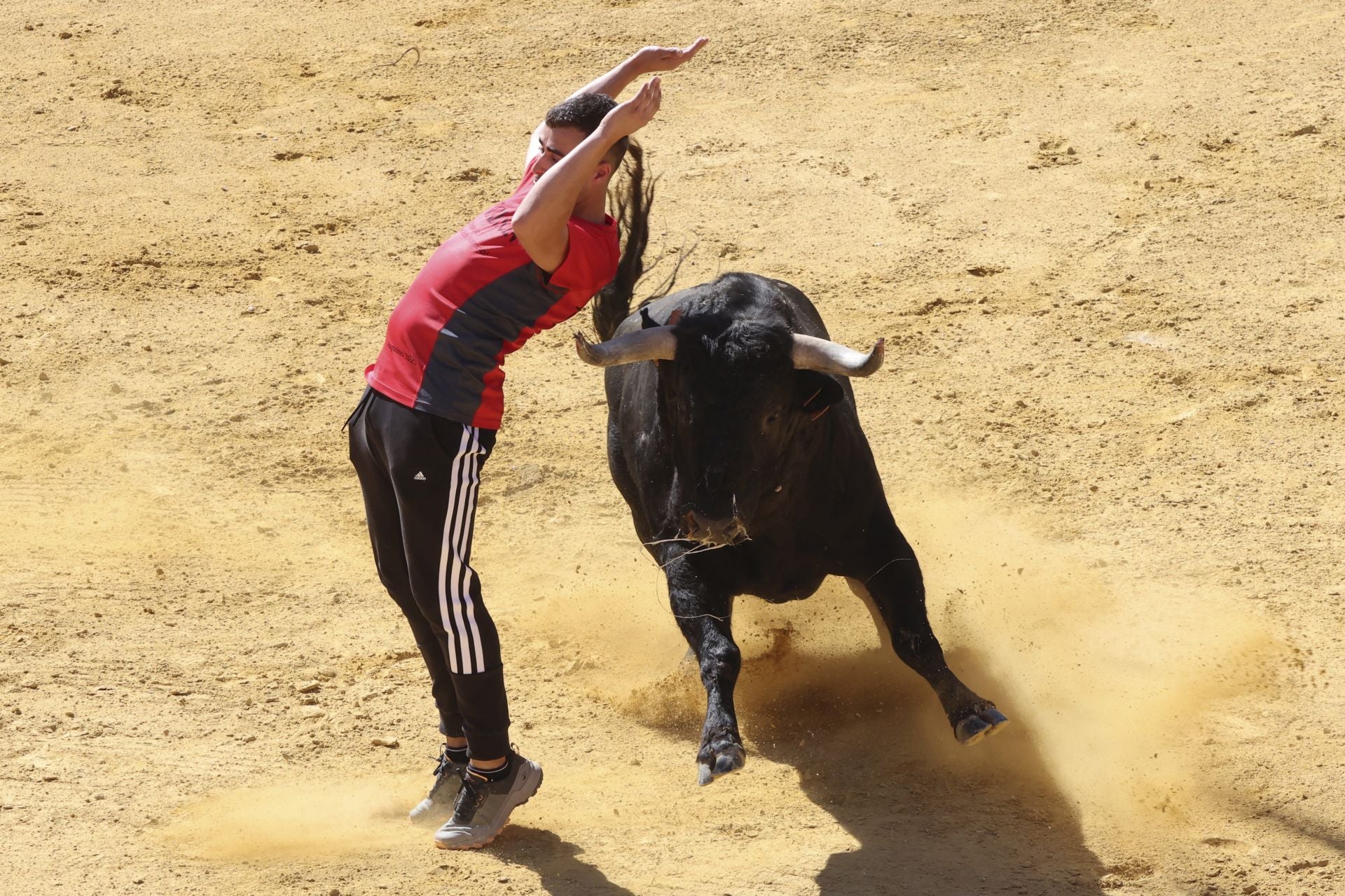 La fotos del encierro urbano en las fiestas de Nava del Rey 2025