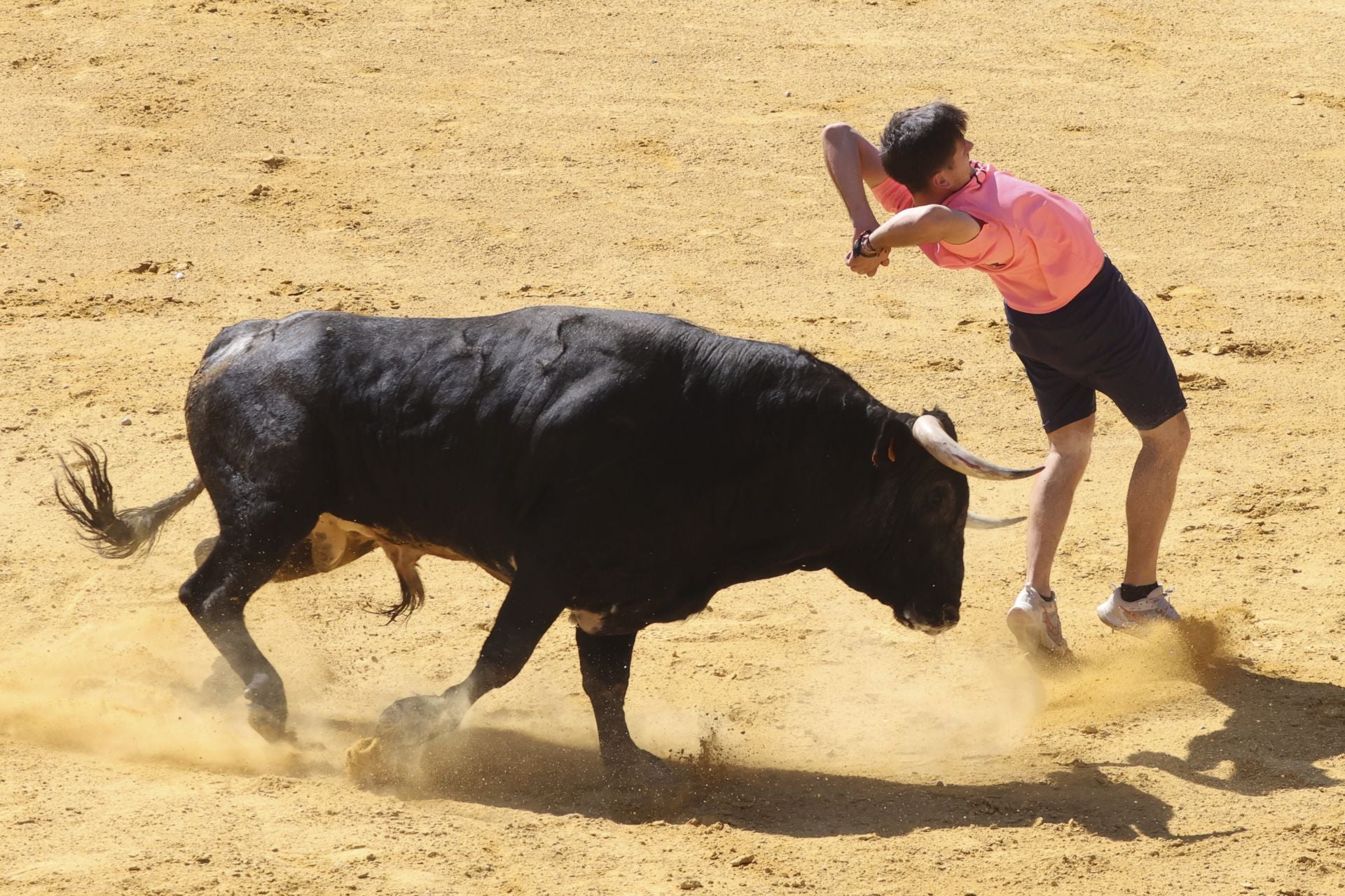 La fotos del encierro urbano en las fiestas de Nava del Rey 2025