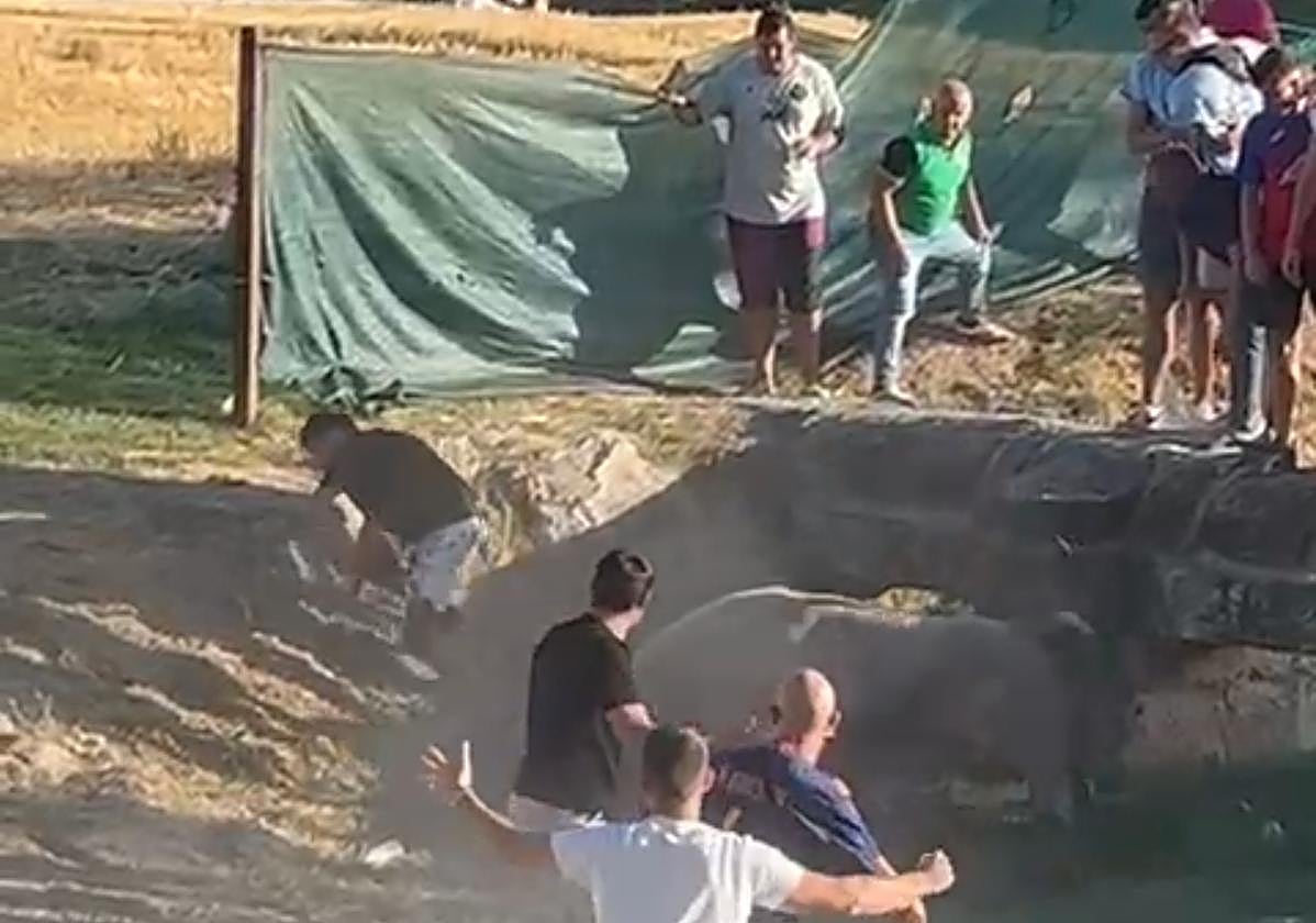 El joven herido intenta escapar del novillo en el encierro de Turégano.