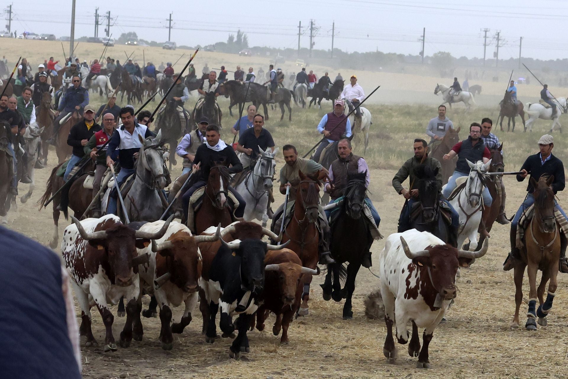 Las fotos del encierro celebrado en Medina del Campo durante la mañana del 7 de septiembre