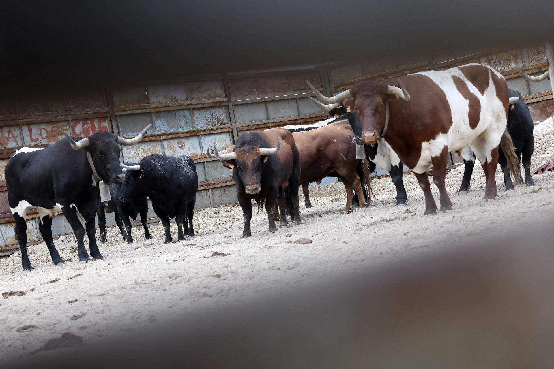 Las fotos del encierro celebrado en Medina del Campo durante la mañana del 7 de septiembre