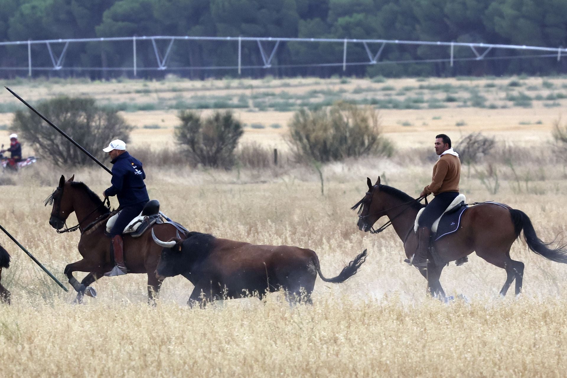 Las fotos del encierro celebrado en Medina del Campo durante la mañana del 7 de septiembre
