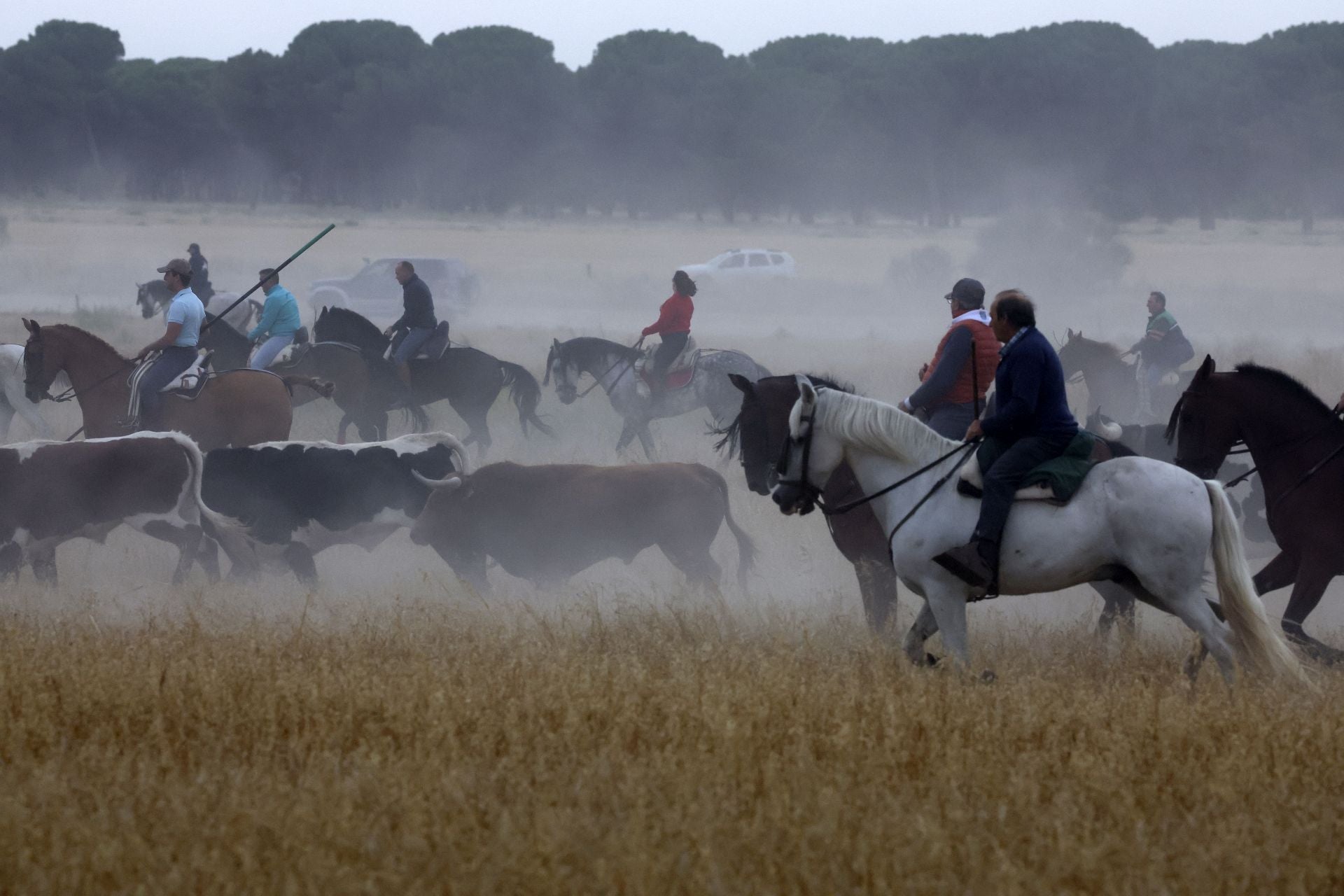Las fotos del encierro celebrado en Medina del Campo durante la mañana del 7 de septiembre