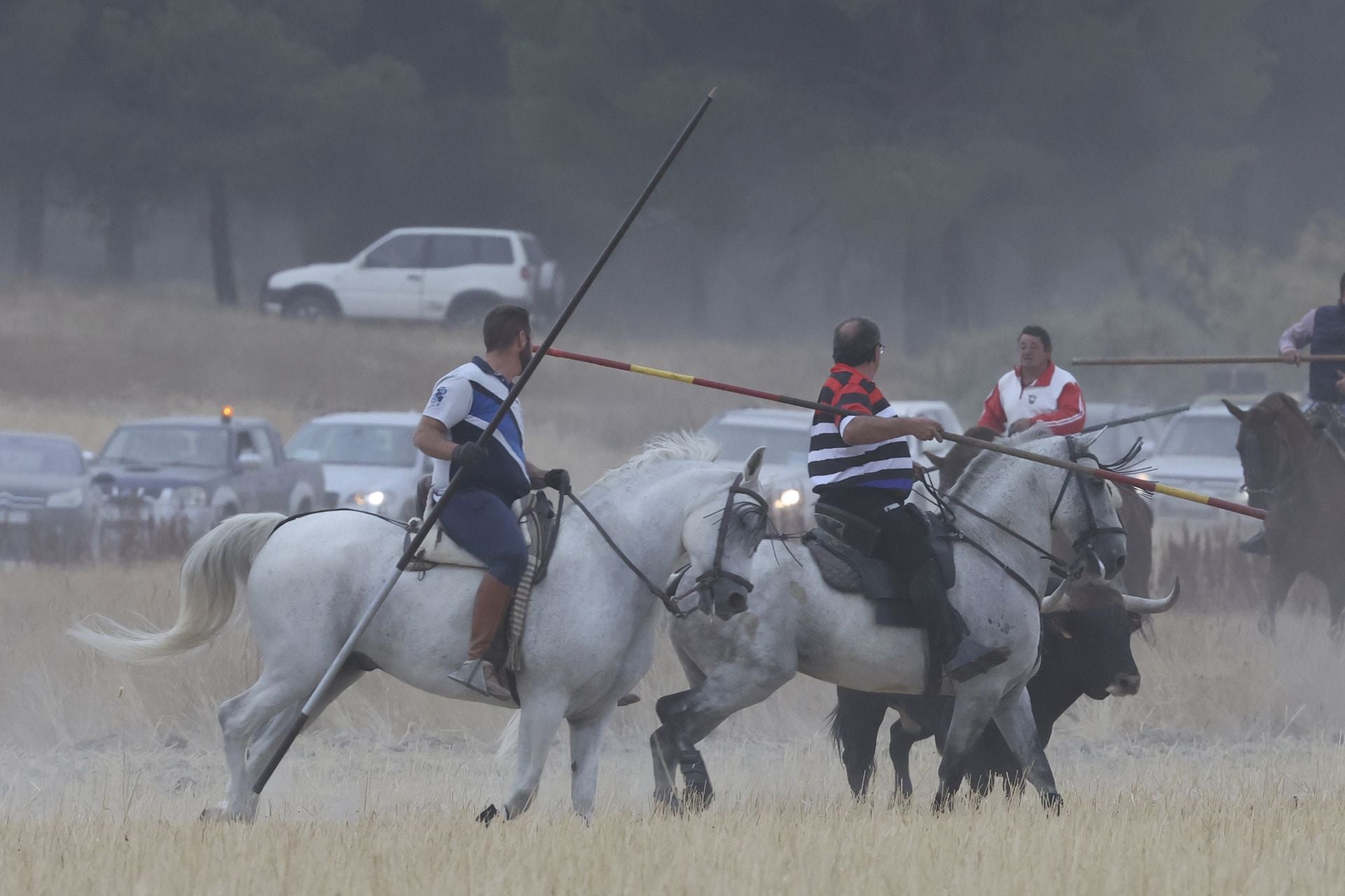 Las fotos del encierro celebrado en Medina del Campo durante la mañana del 7 de septiembre