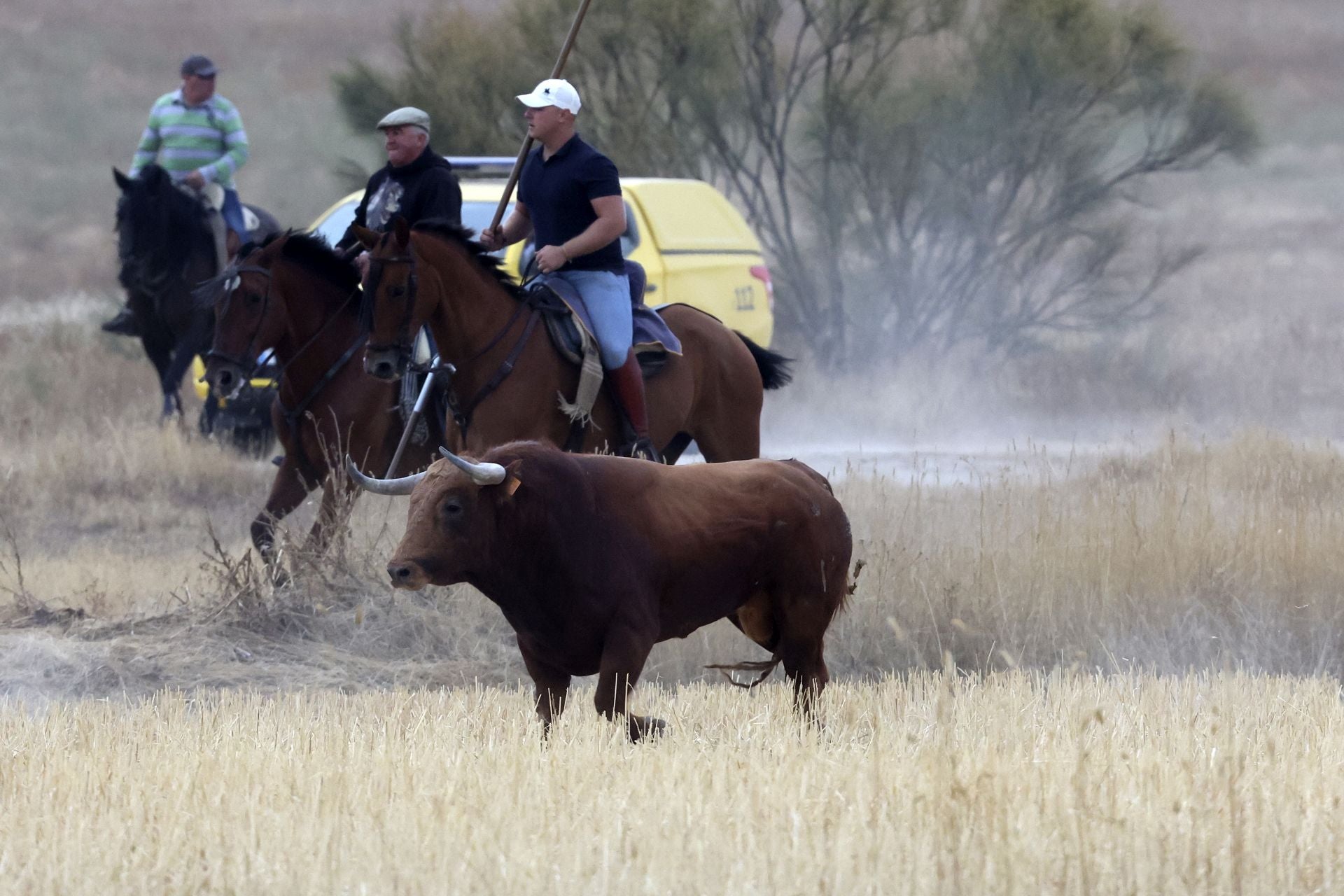 Las fotos del encierro celebrado en Medina del Campo durante la mañana del 7 de septiembre