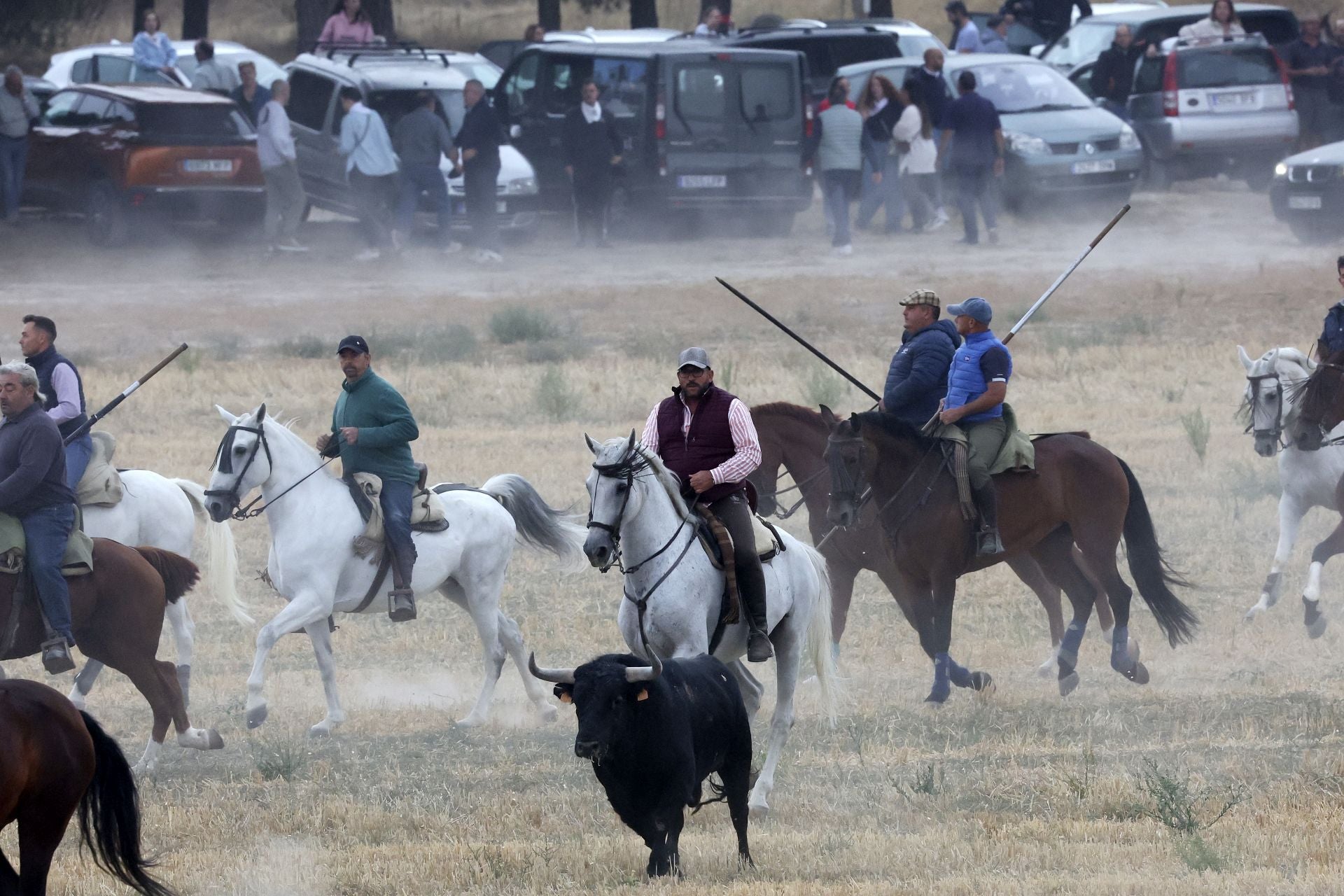Las fotos del encierro celebrado en Medina del Campo durante la mañana del 7 de septiembre