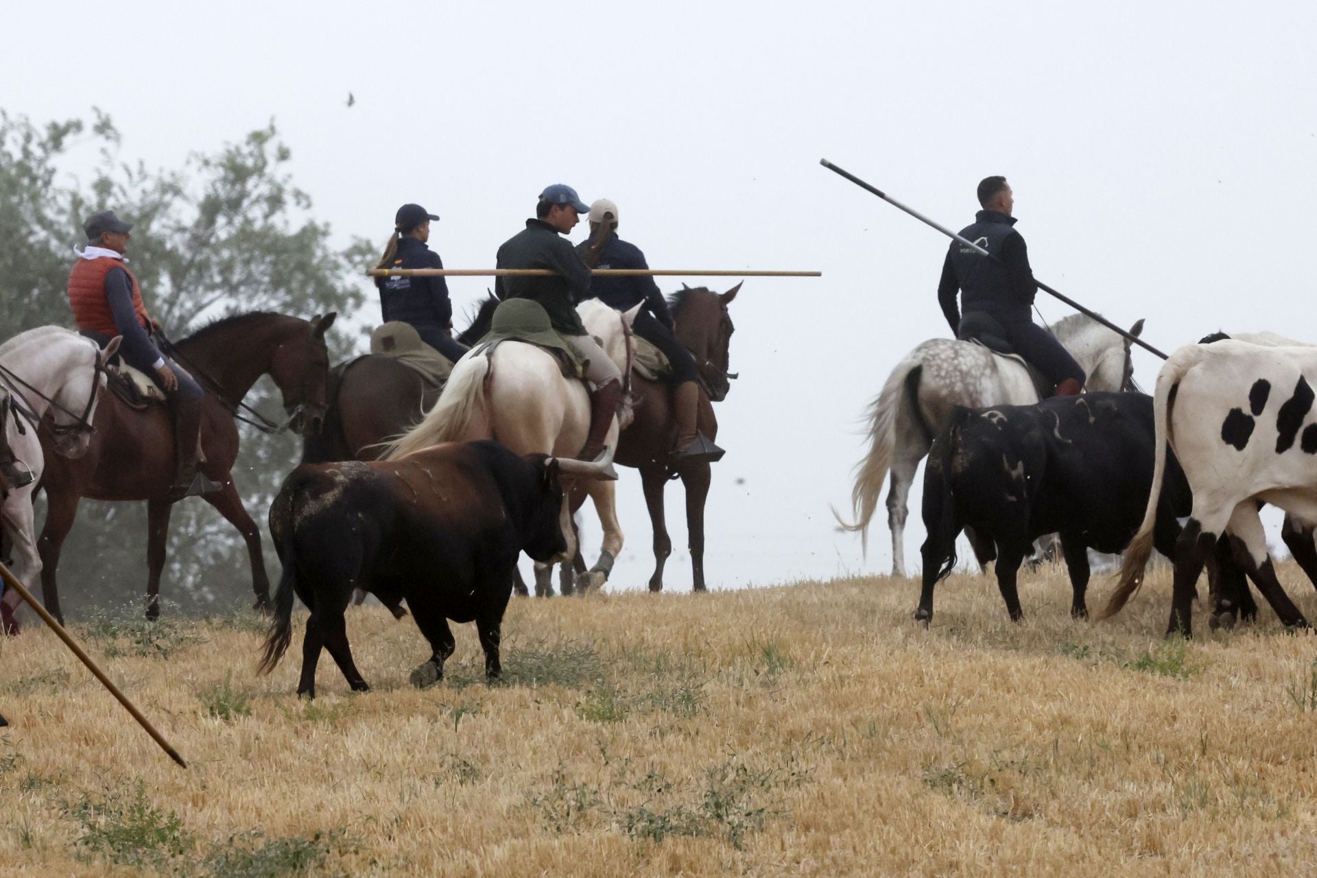 Las fotos del encierro celebrado en Medina del Campo durante la mañana del 7 de septiembre