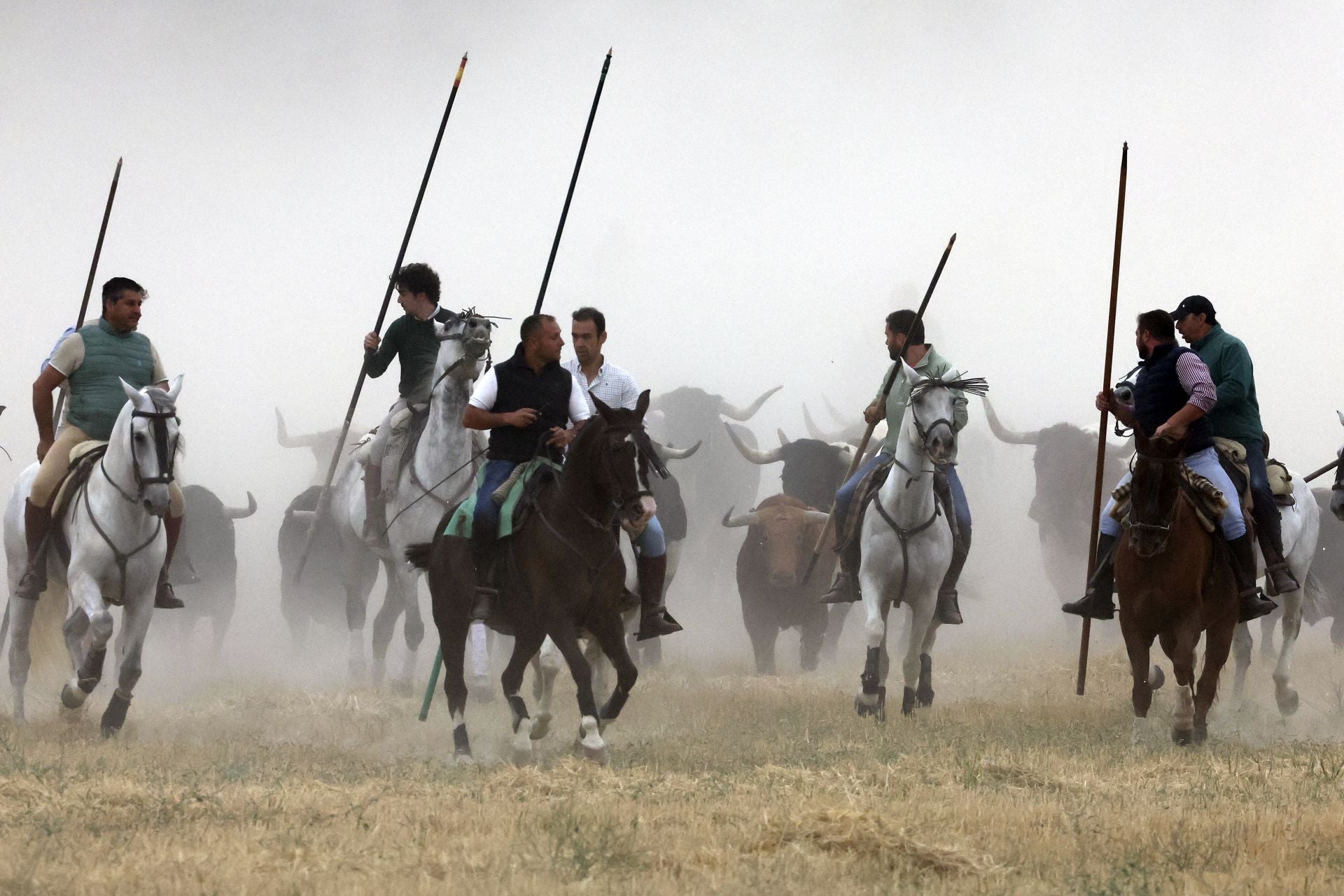 Las fotos del encierro celebrado en Medina del Campo durante la mañana del 7 de septiembre