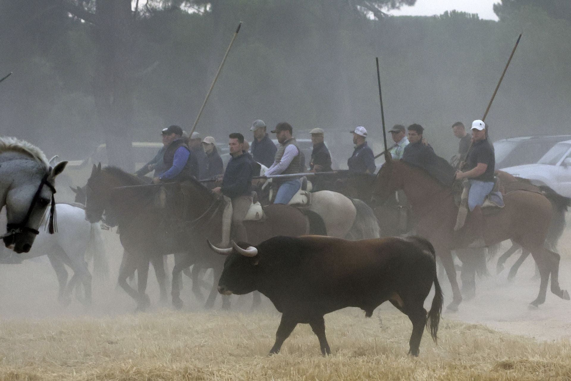 Las fotos del encierro celebrado en Medina del Campo durante la mañana del 7 de septiembre