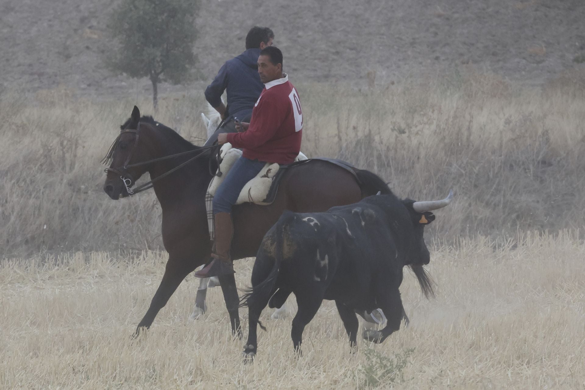 Las fotos del encierro celebrado en Medina del Campo durante la mañana del 7 de septiembre