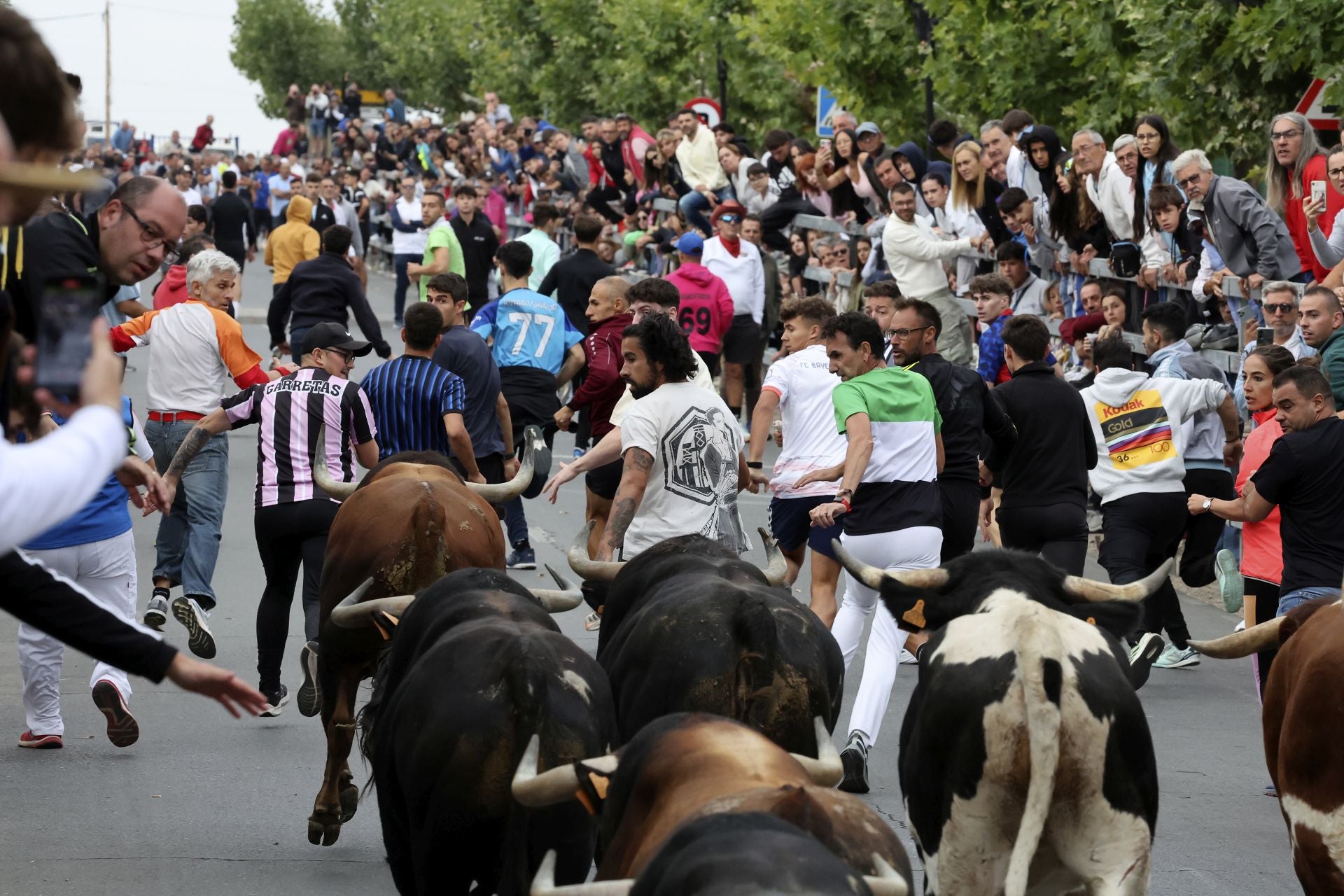 Las fotos del encierro celebrado en Medina del Campo durante la mañana del 7 de septiembre