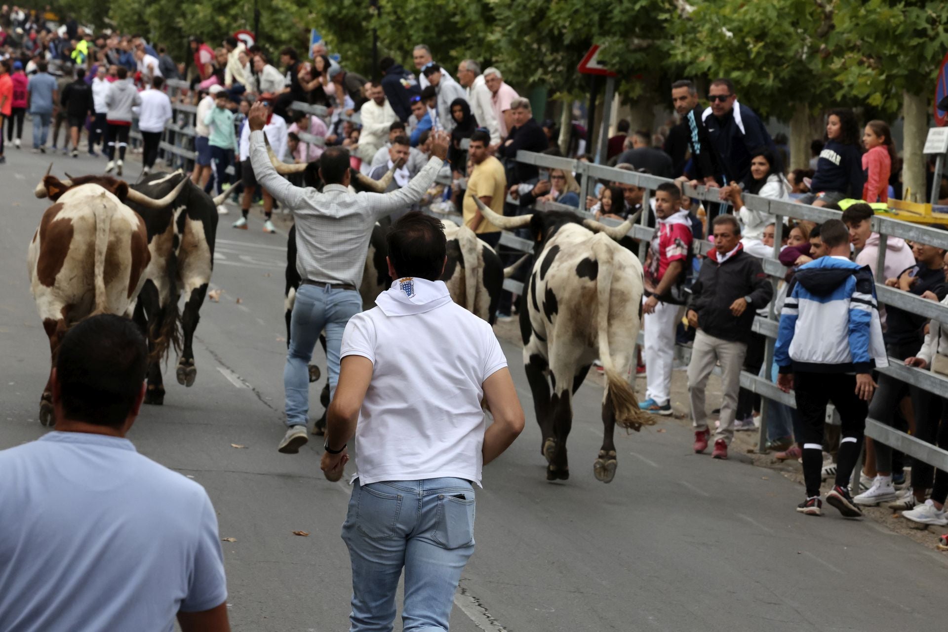 Las fotos del encierro celebrado en Medina del Campo durante la mañana del 7 de septiembre