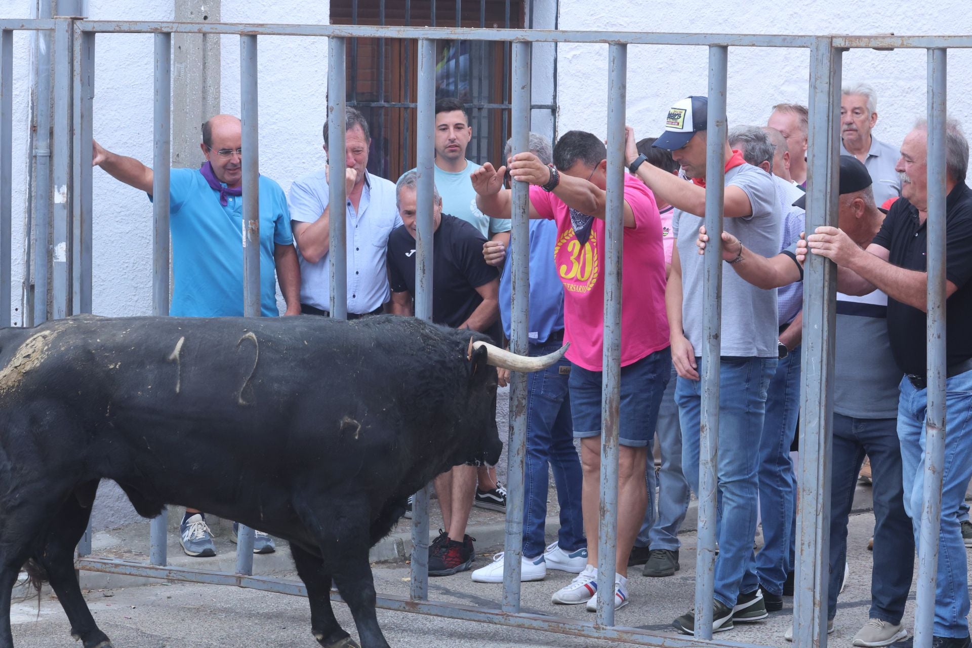 Encierro urbano, vaca del cajón y capea de Nava del Rey