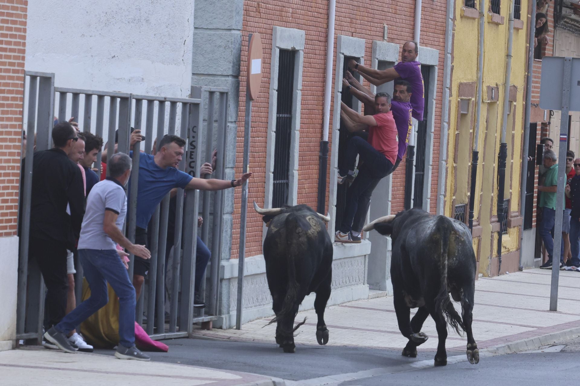 Encierro urbano, vaca del cajón y capea de Nava del Rey