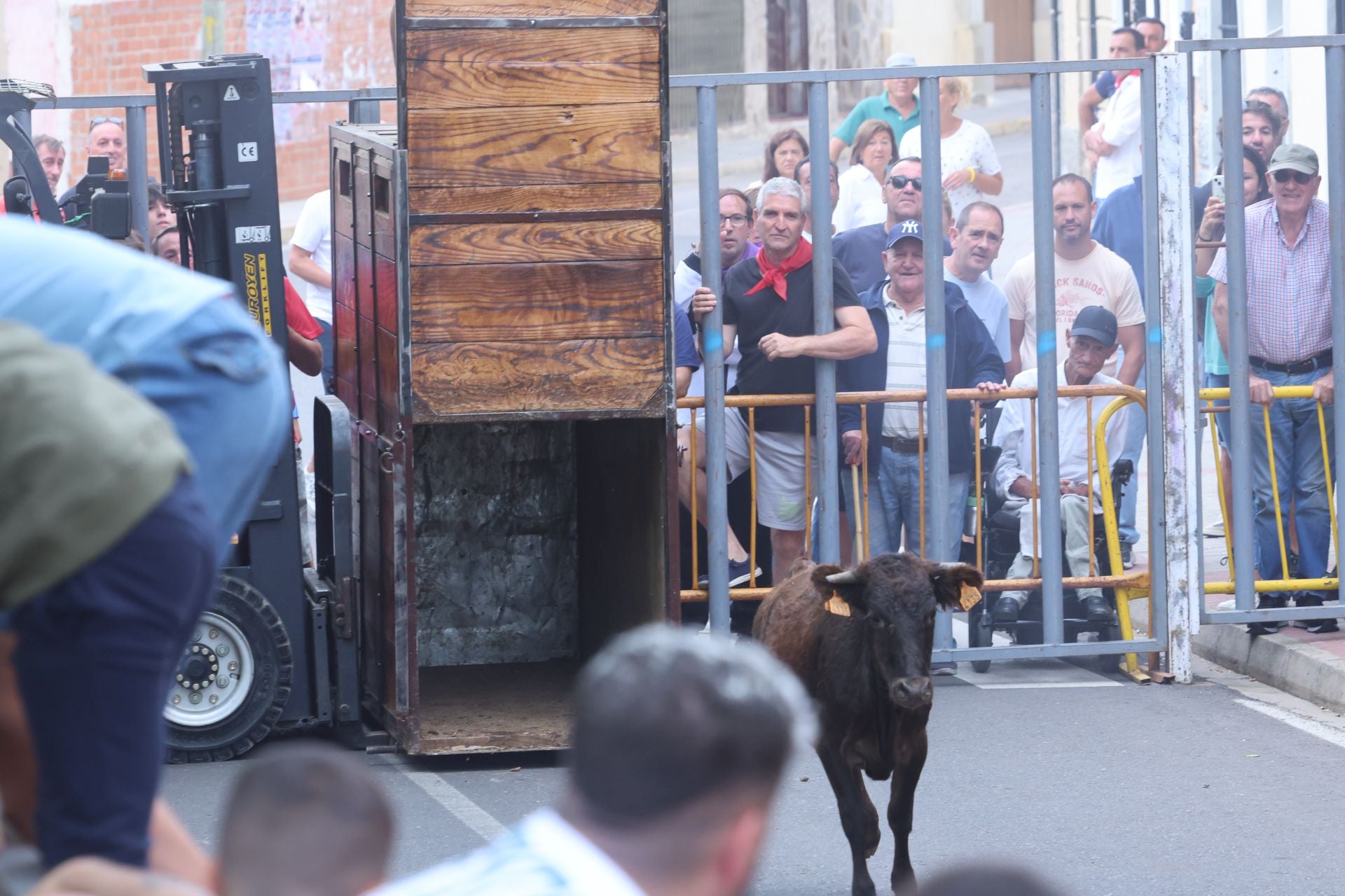 Encierro urbano, vaca del cajón y capea de Nava del Rey